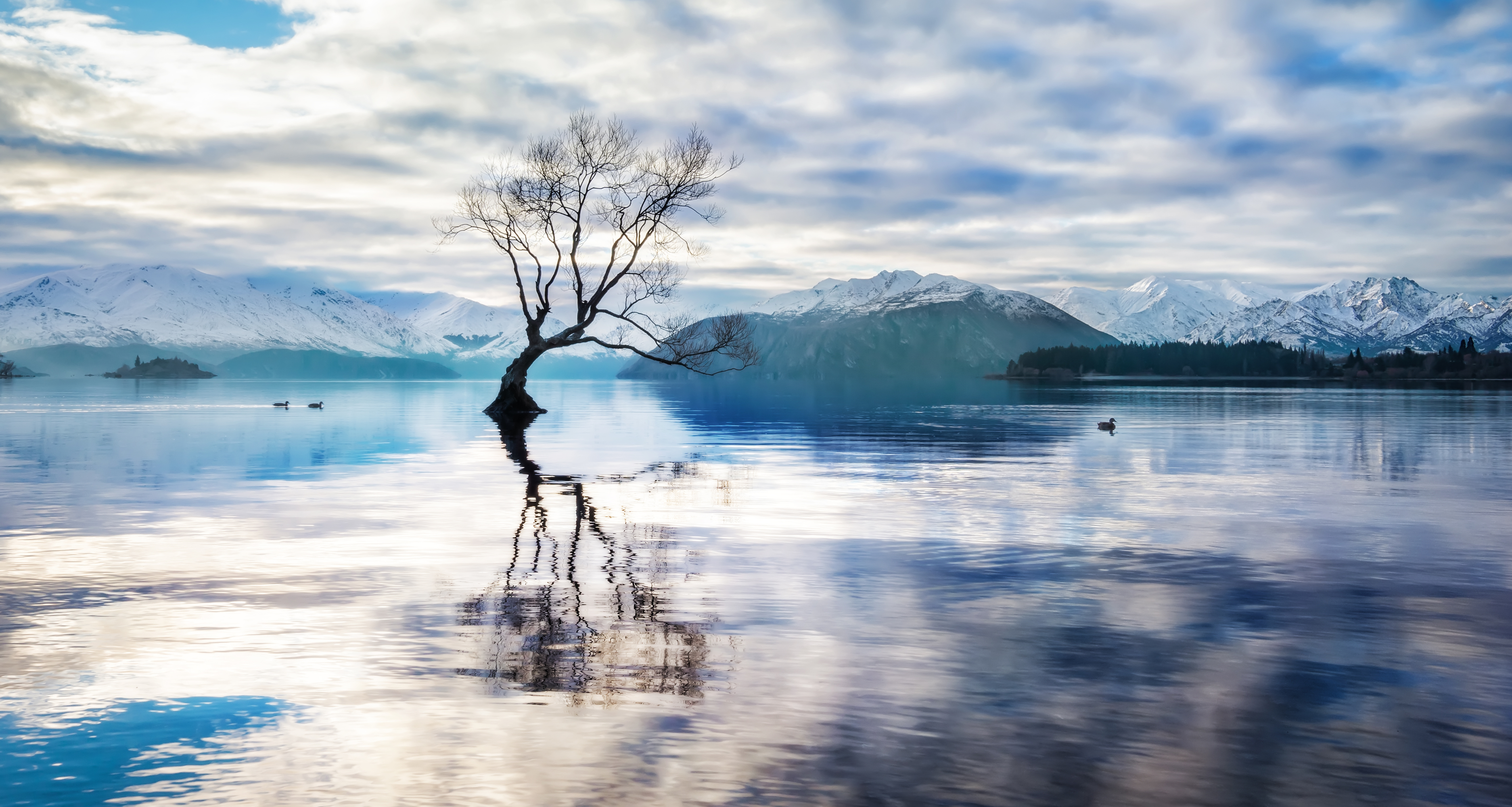 Lake with Lonely Tree and Mountain Reflection HD Wallpaper