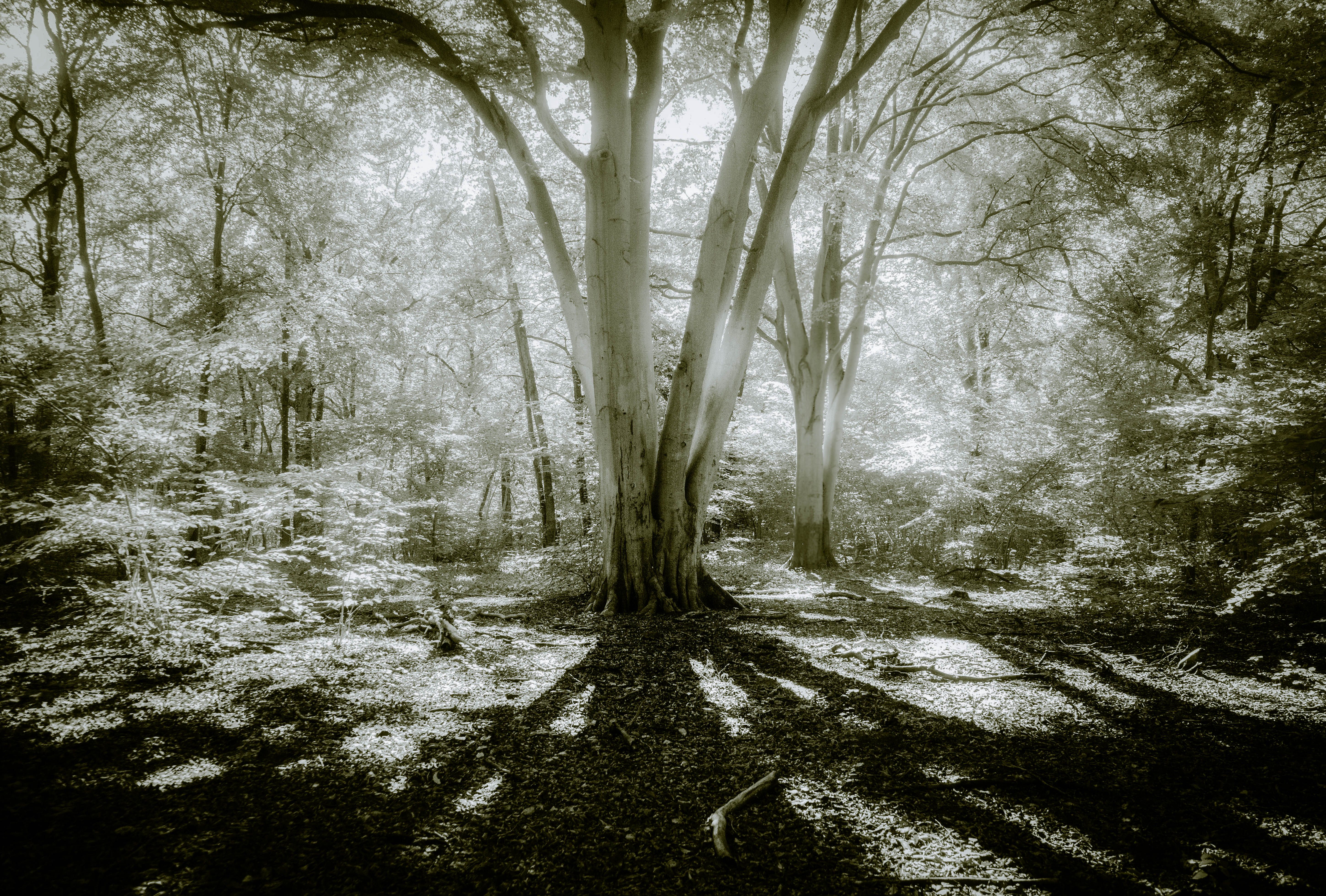 Sunlight filtering through trees in a forest HD Wallpaper