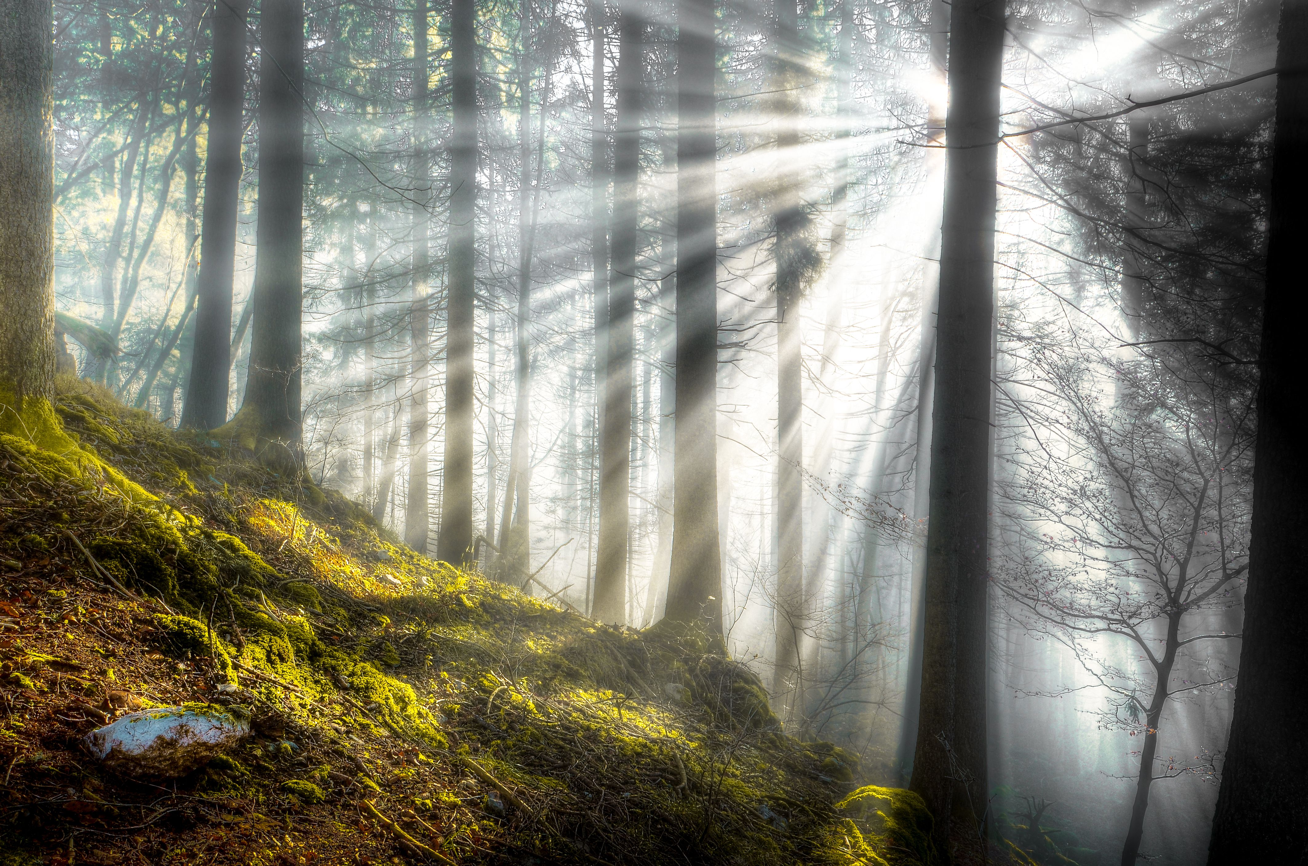 Sunbeams in a Mossy Forest HD Wallpaper
