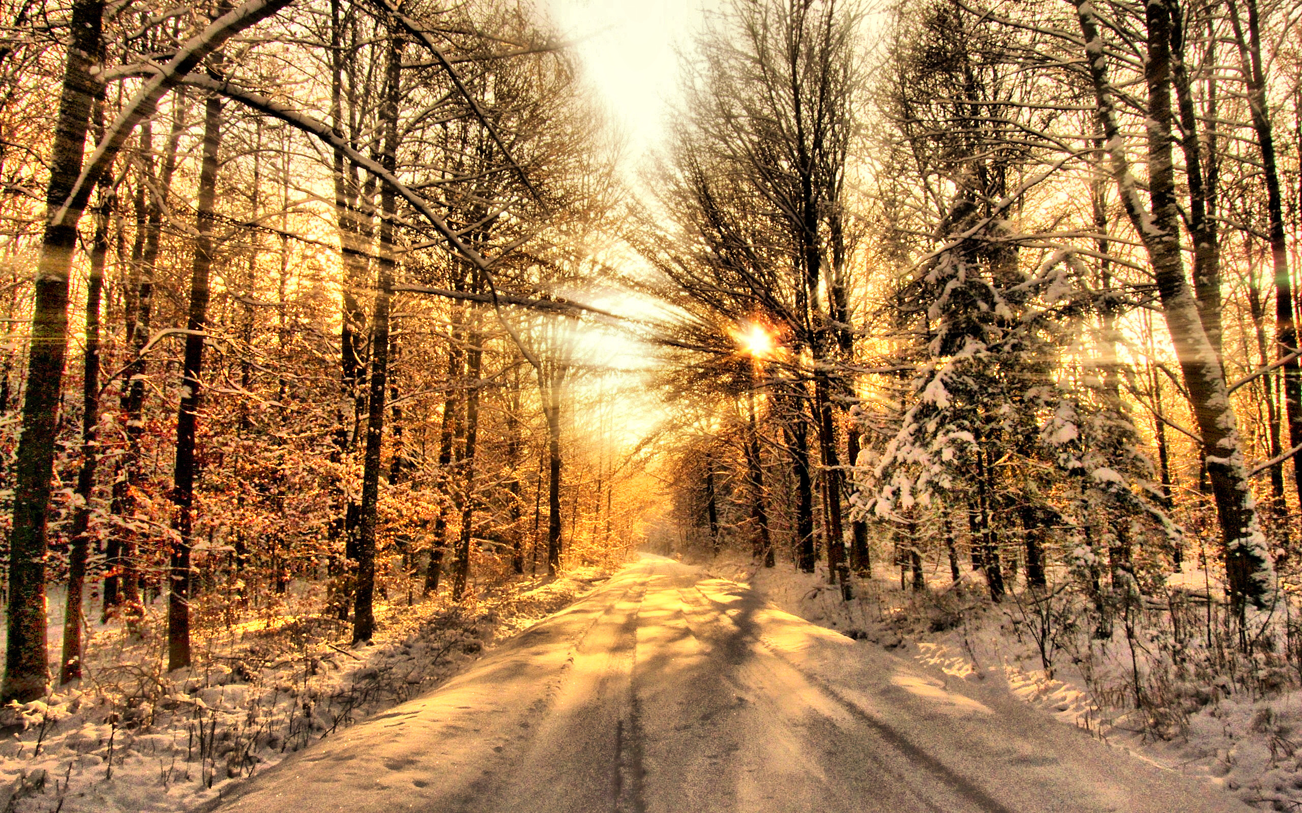 Sunbeams through snowy forest trees onto a road HD Wallpaper