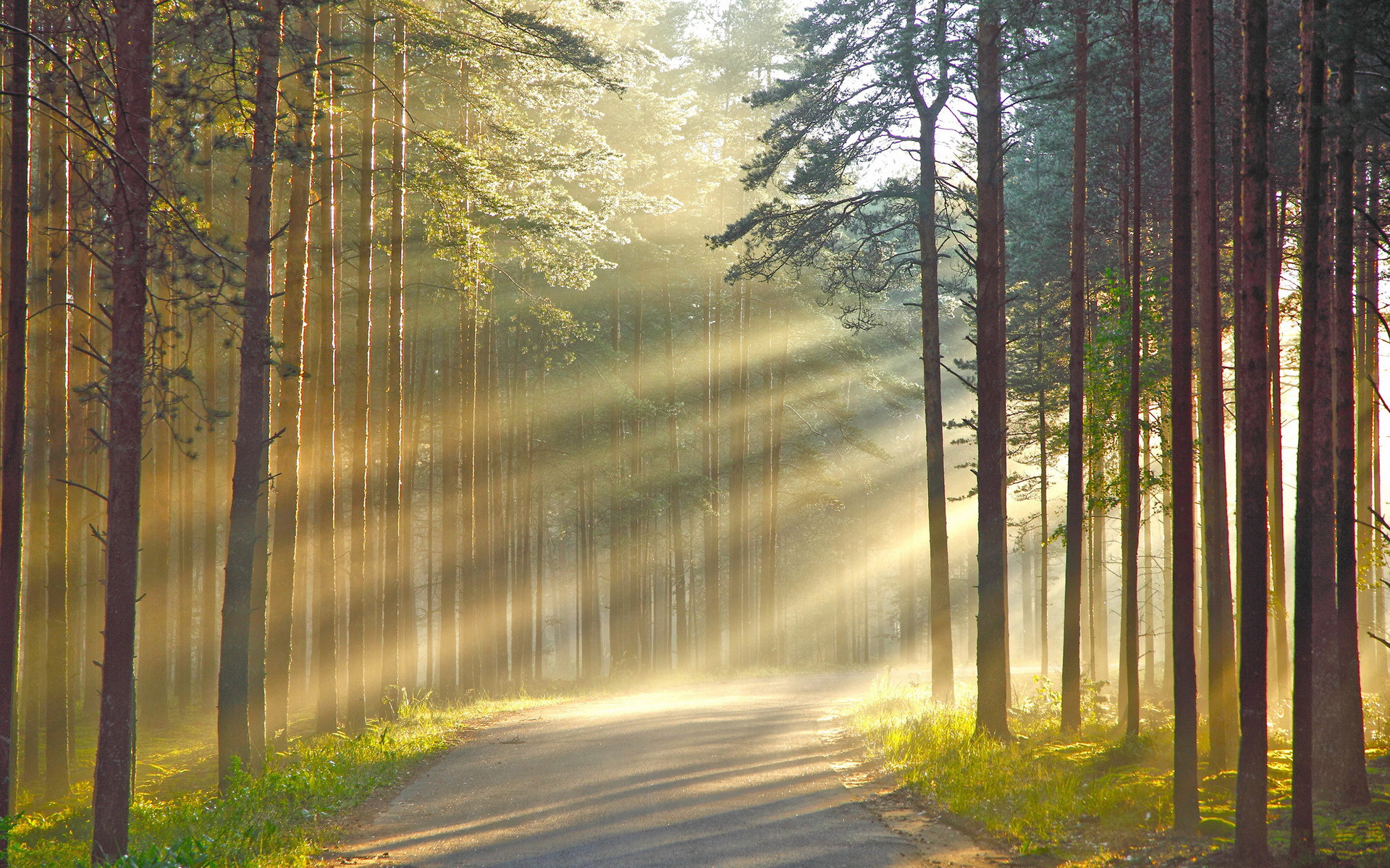 Sunbeams through a forest road HD Wallpaper