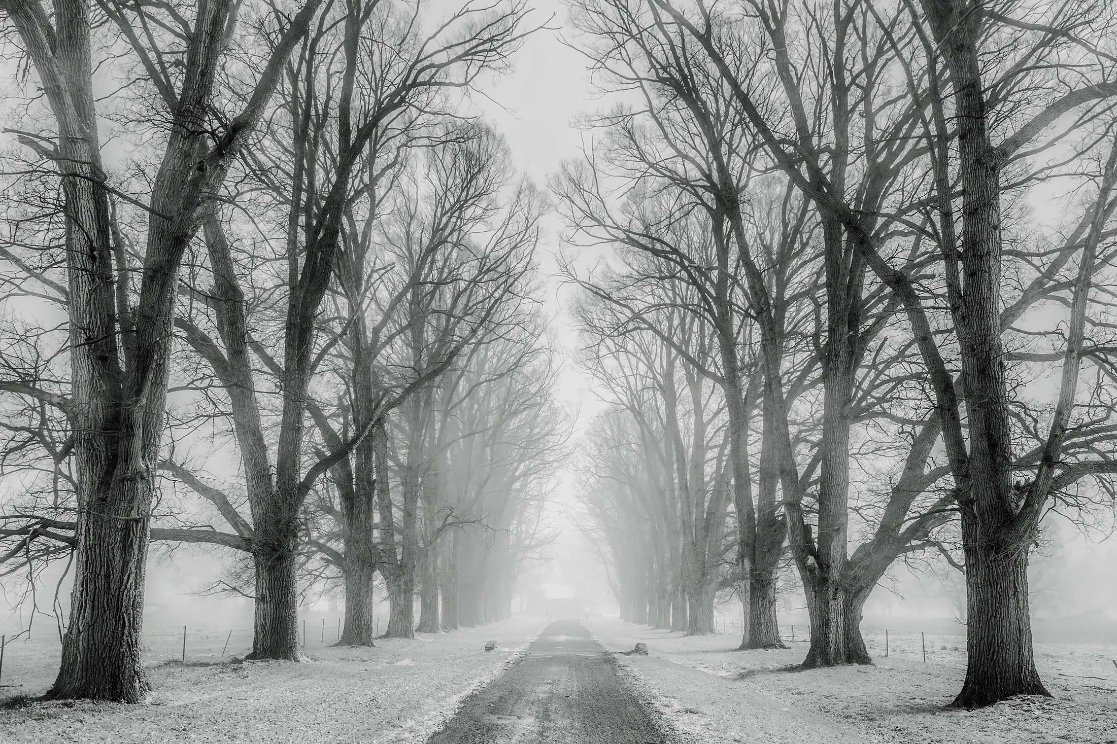 Tree-lined road in winter fog HD Wallpaper