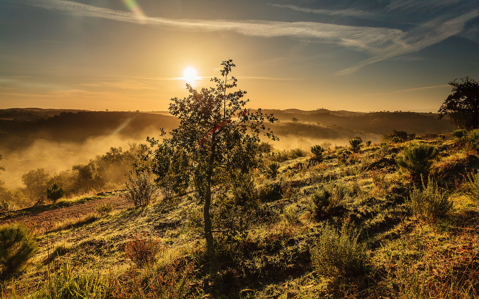 Sunrise over misty hills with a lone tree HD Wallpaper