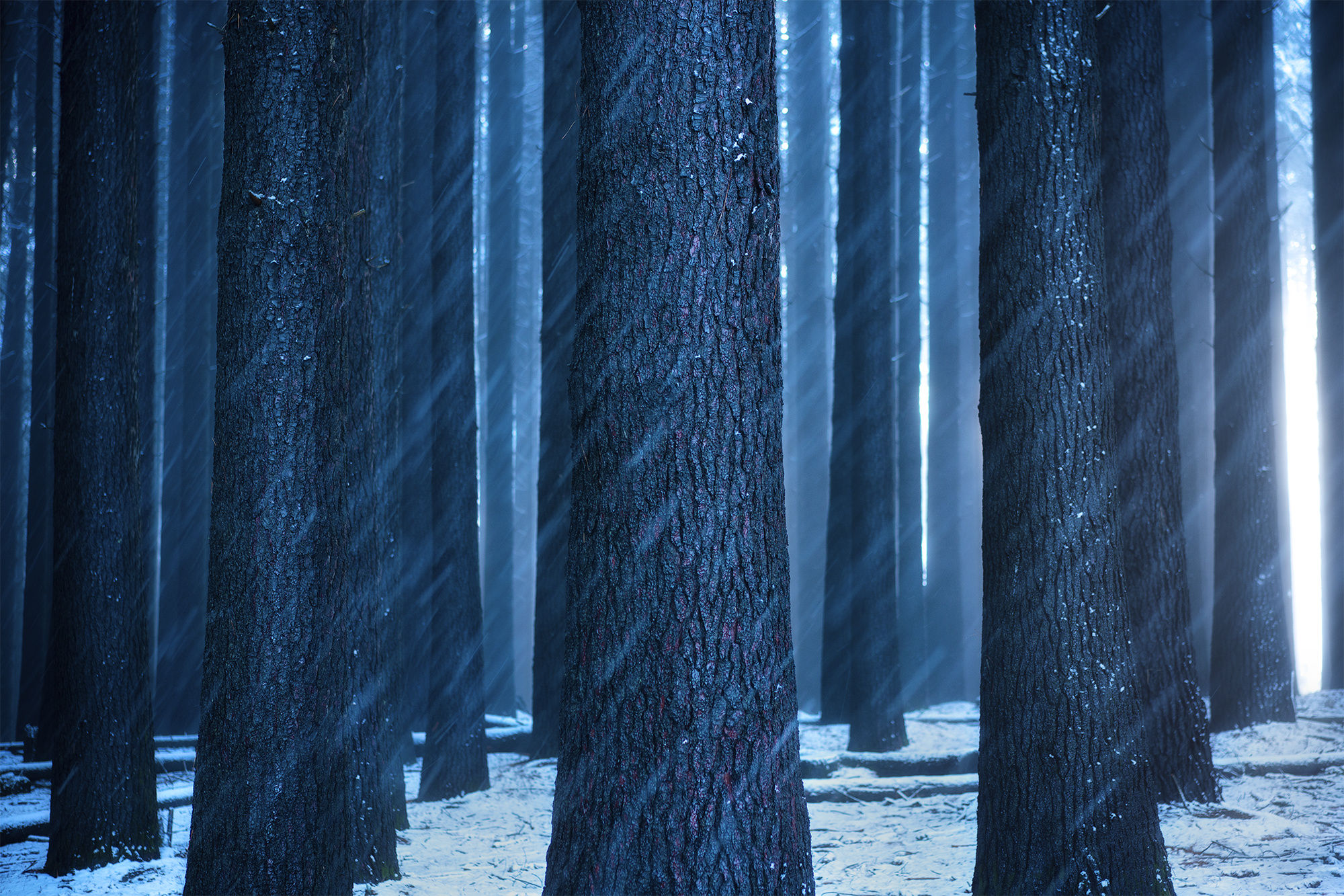 Snowy forest with sunbeams HD Wallpaper