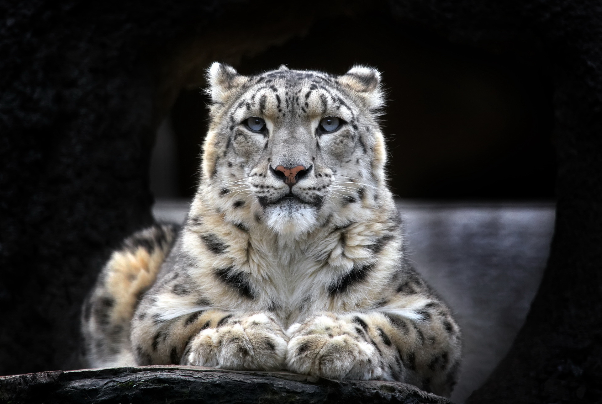 Snow Leopard resting on a log HD Wallpaper