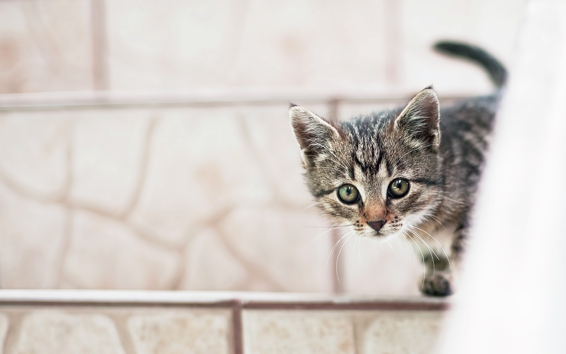 Kitten peeking over stairs HD Wallpaper
