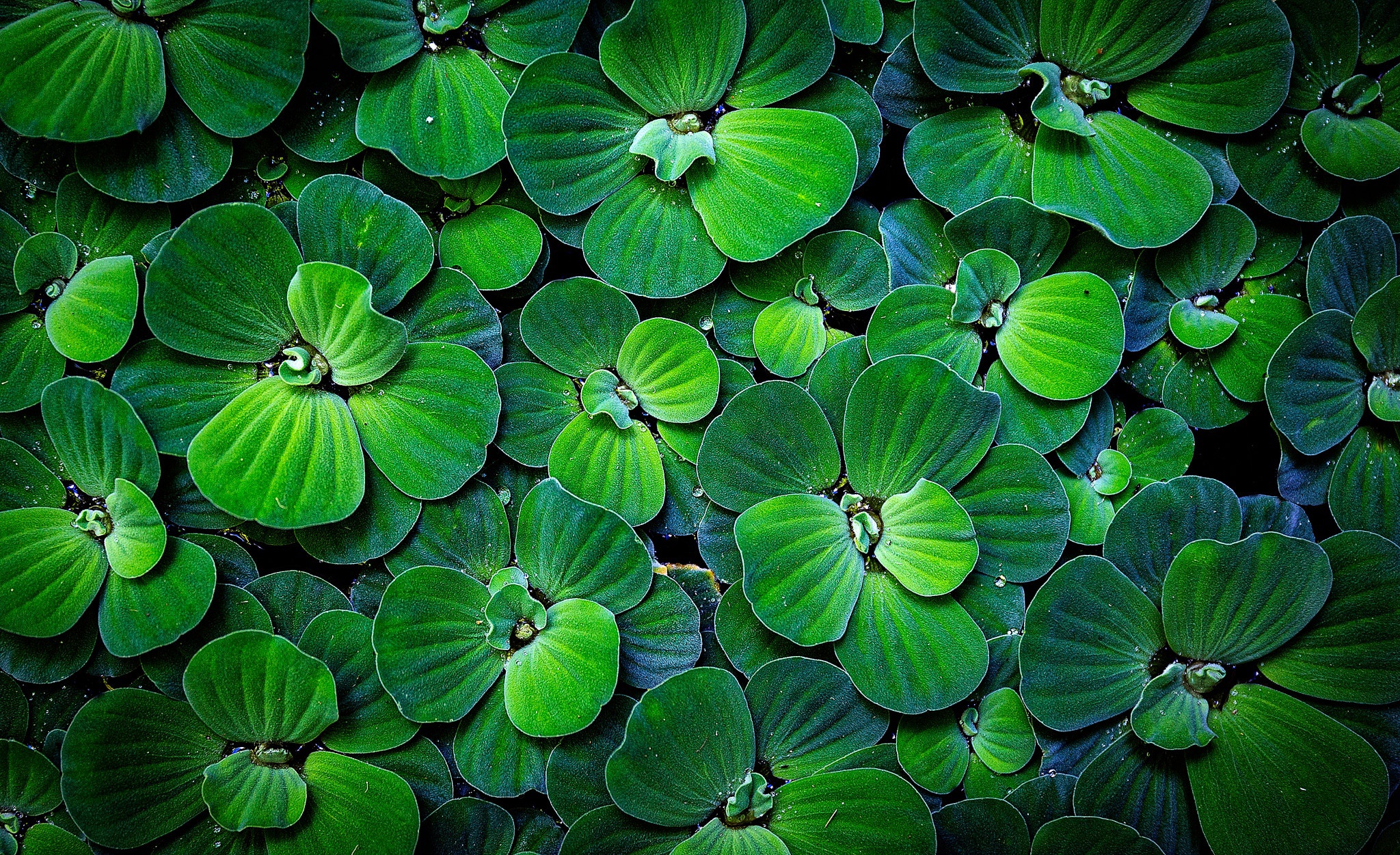 Close-up of green water lettuce leaves HD Wallpaper