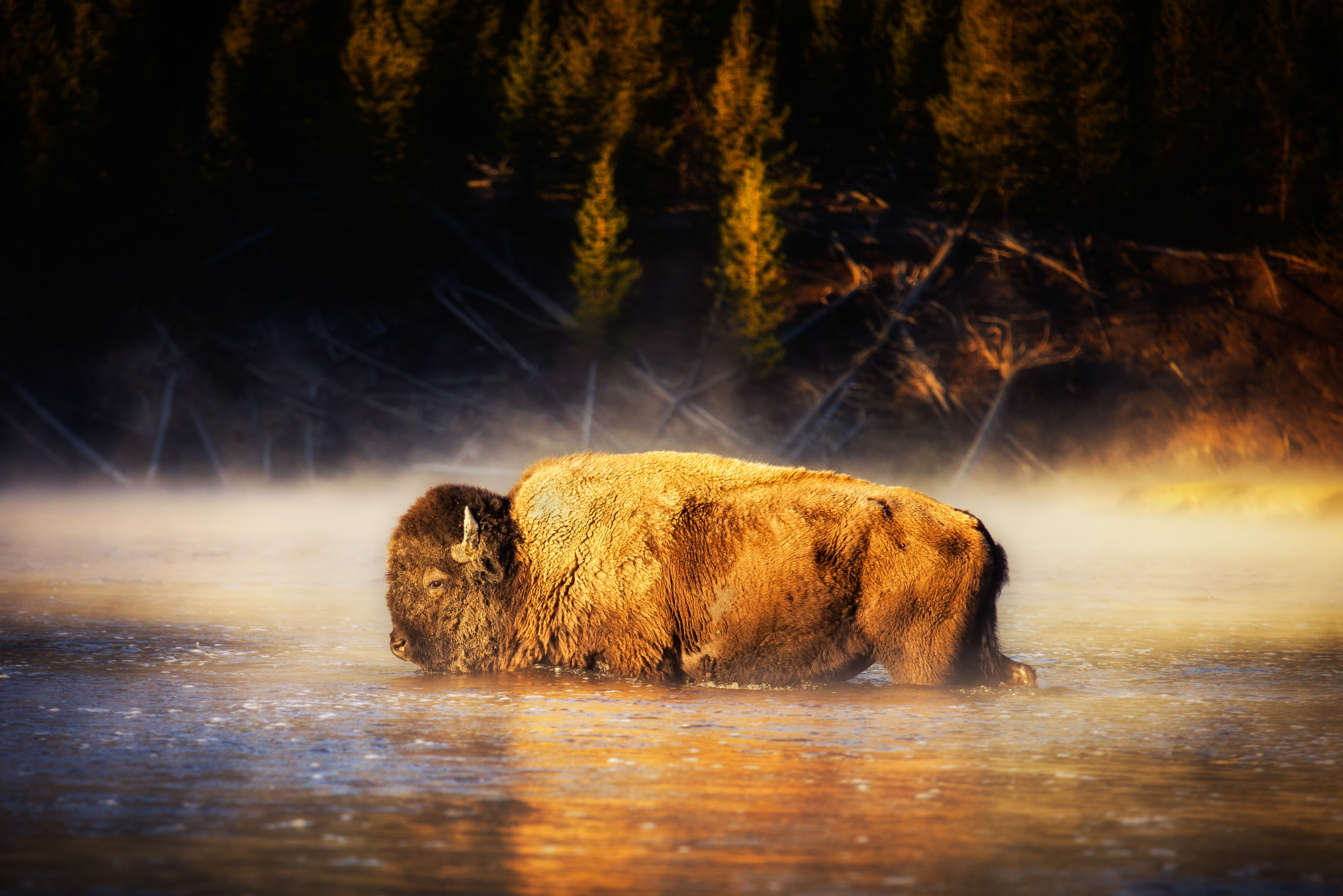 American Bison in Misty River HD Wallpaper