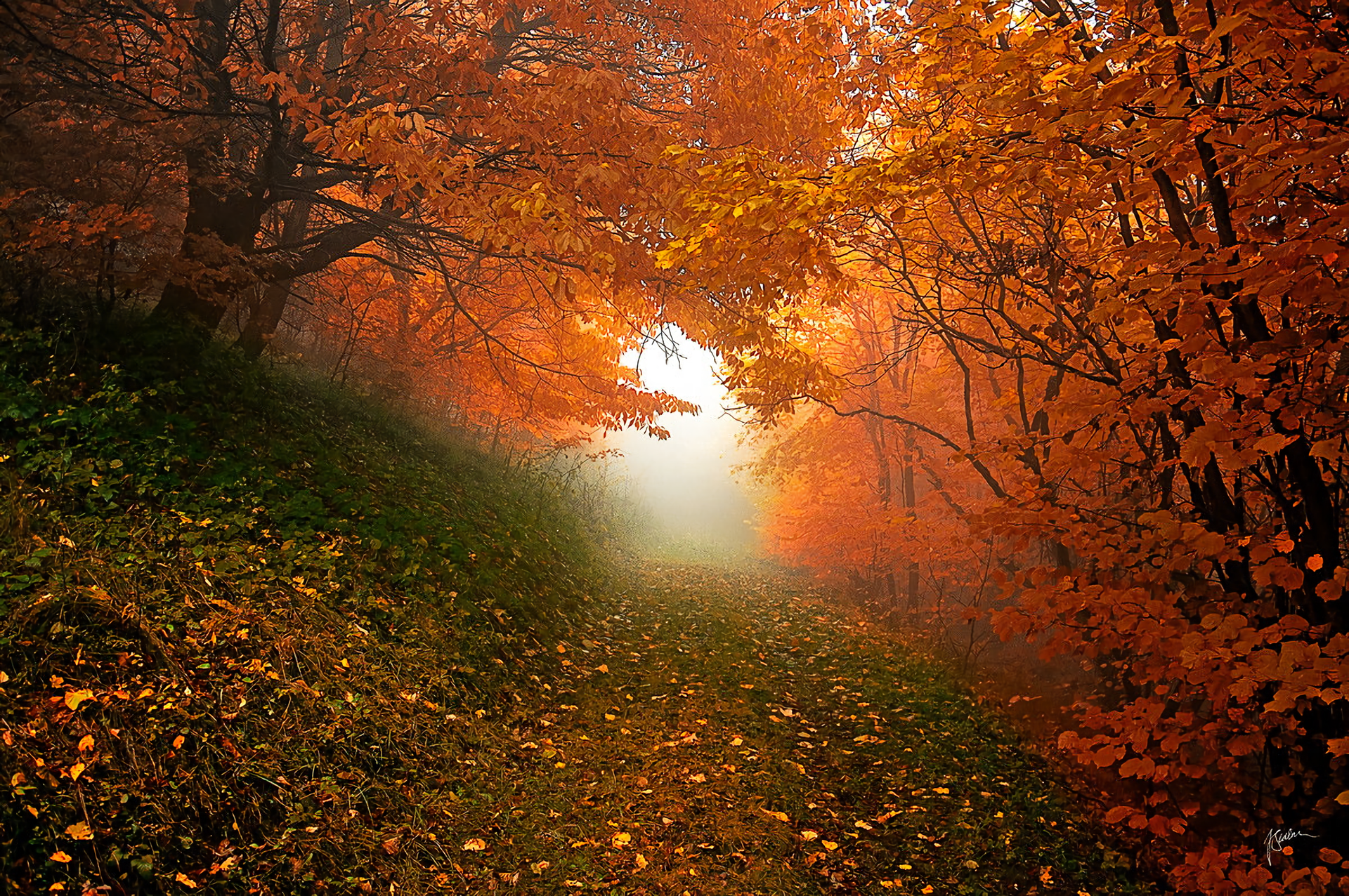 Autumn forest path with orange foliage and fog HD Wallpaper