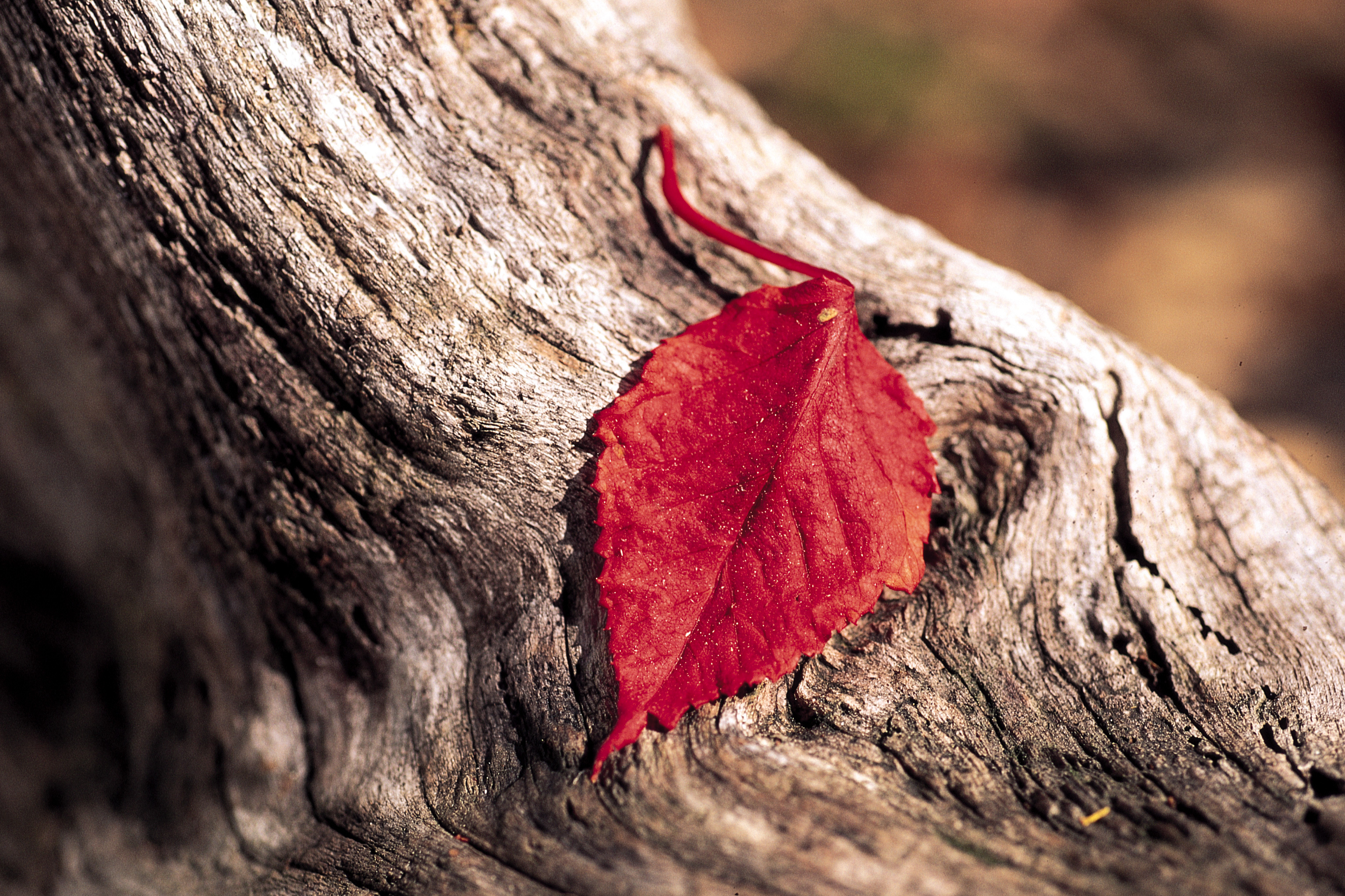 Red leaf on weathered wood HD Wallpaper