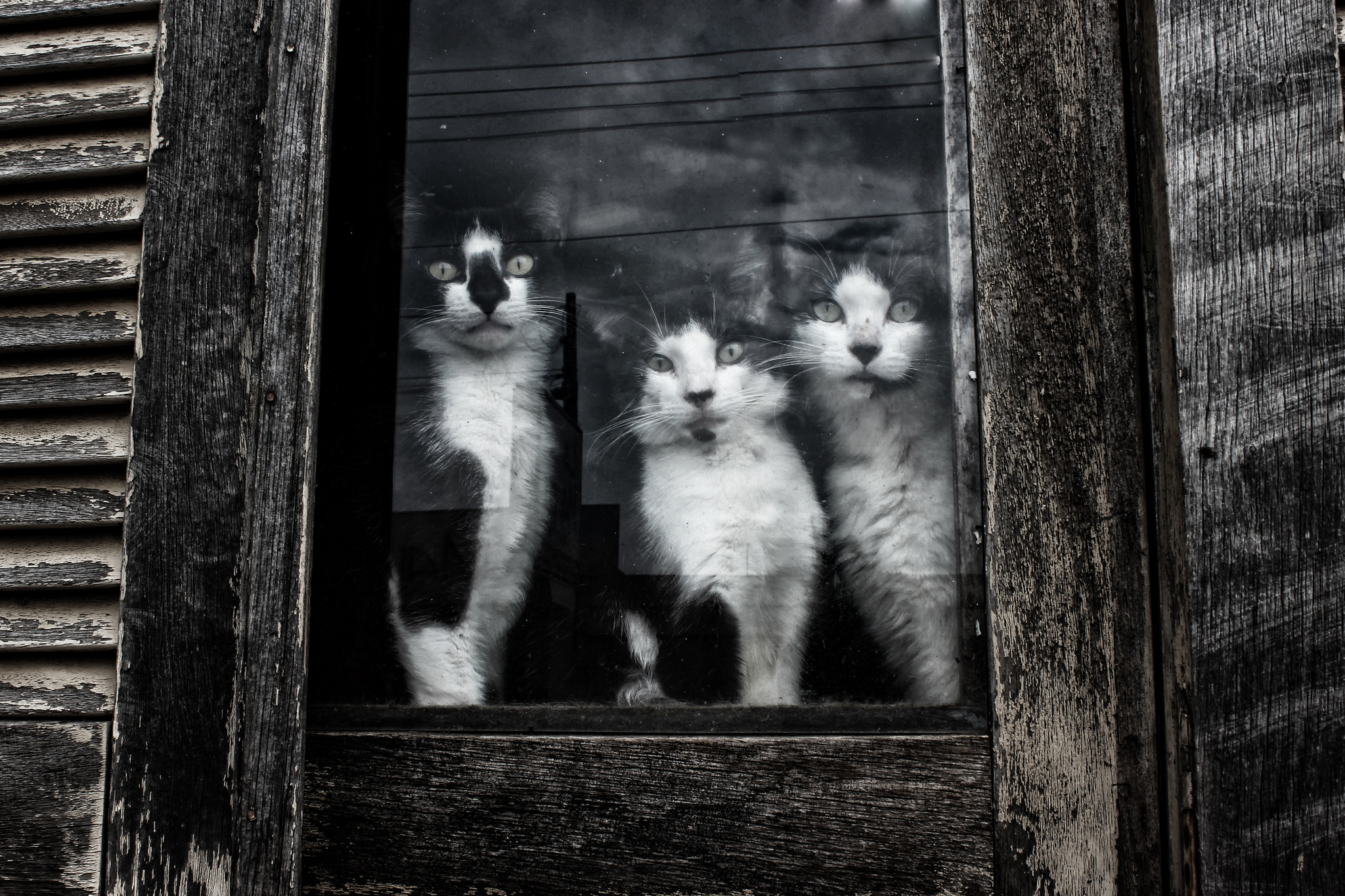 Three cats looking out a window HD Wallpaper