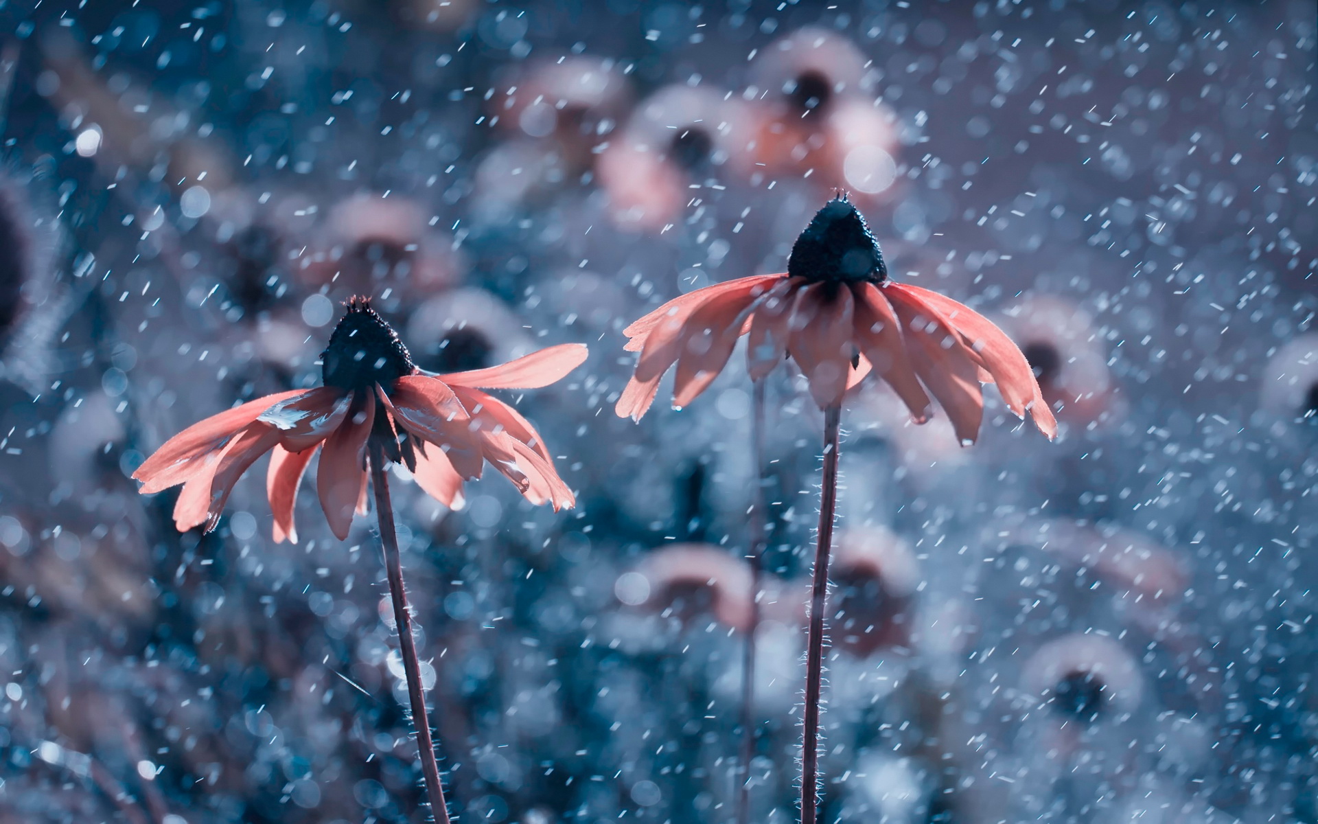 Two orange flowers in the rain HD Wallpaper