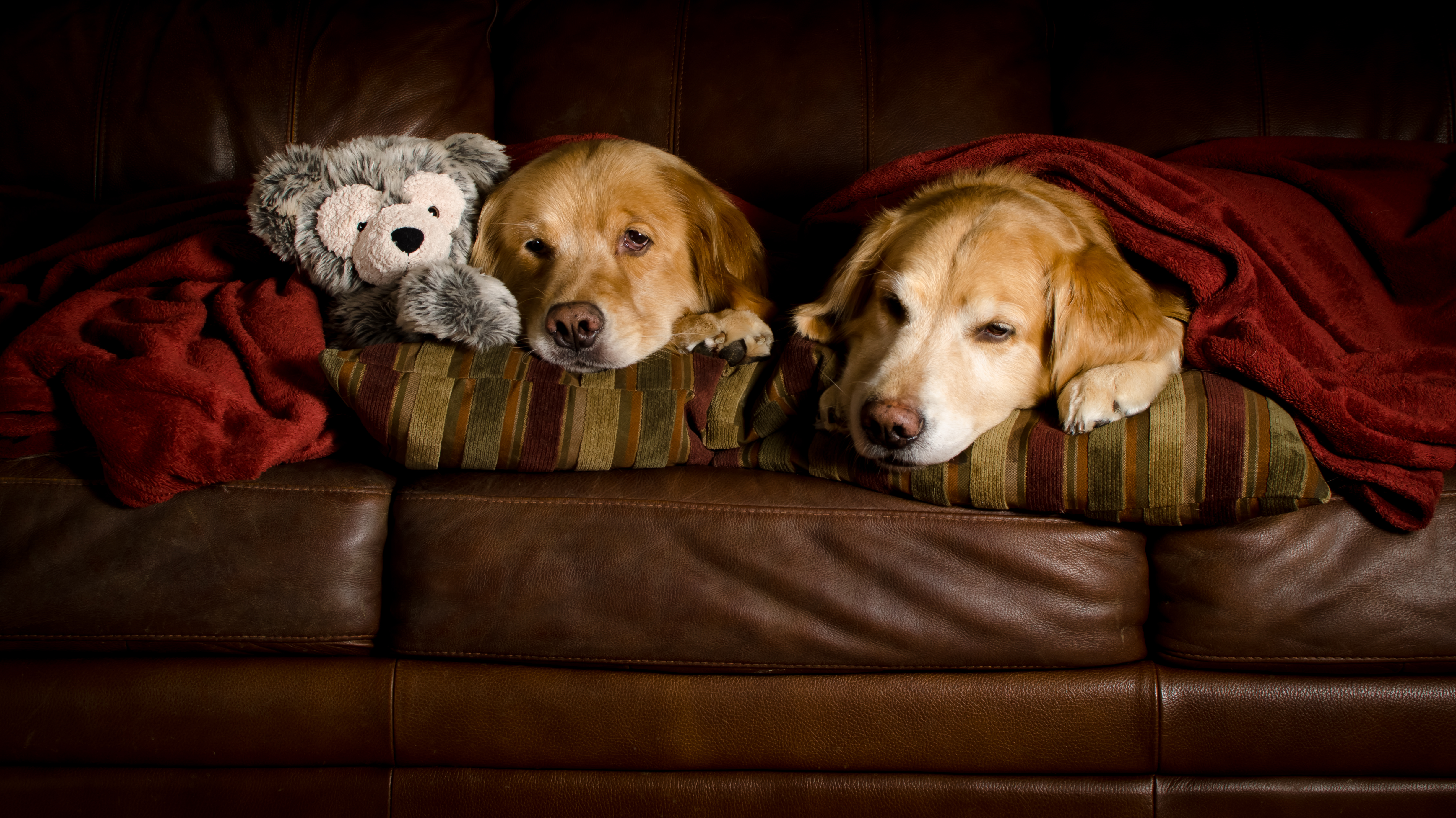 Two Golden Retrievers and a Stuffed Animal on a Couch HD Wallpaper