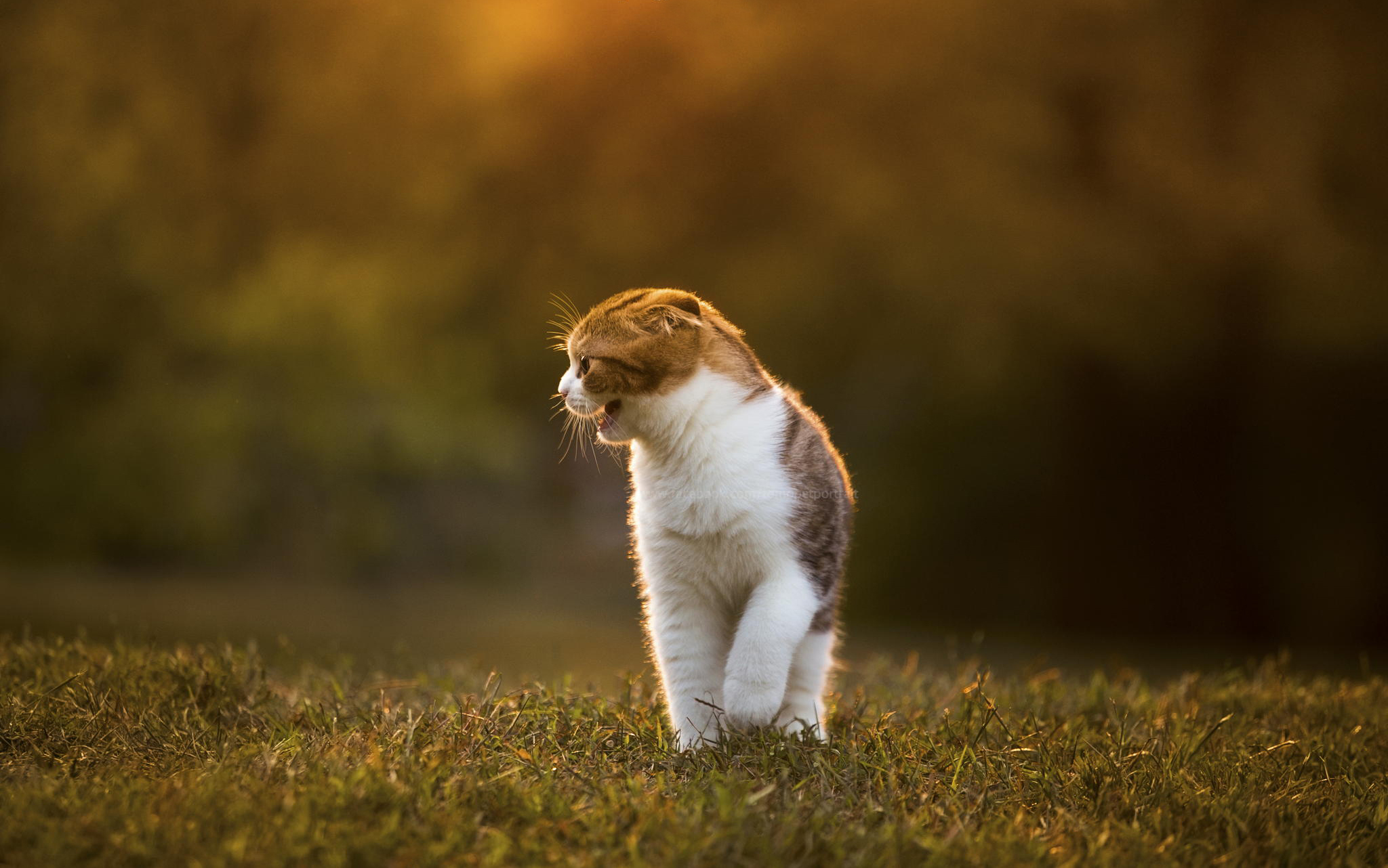 Scottish Fold cat in grass at sunset HD Wallpaper