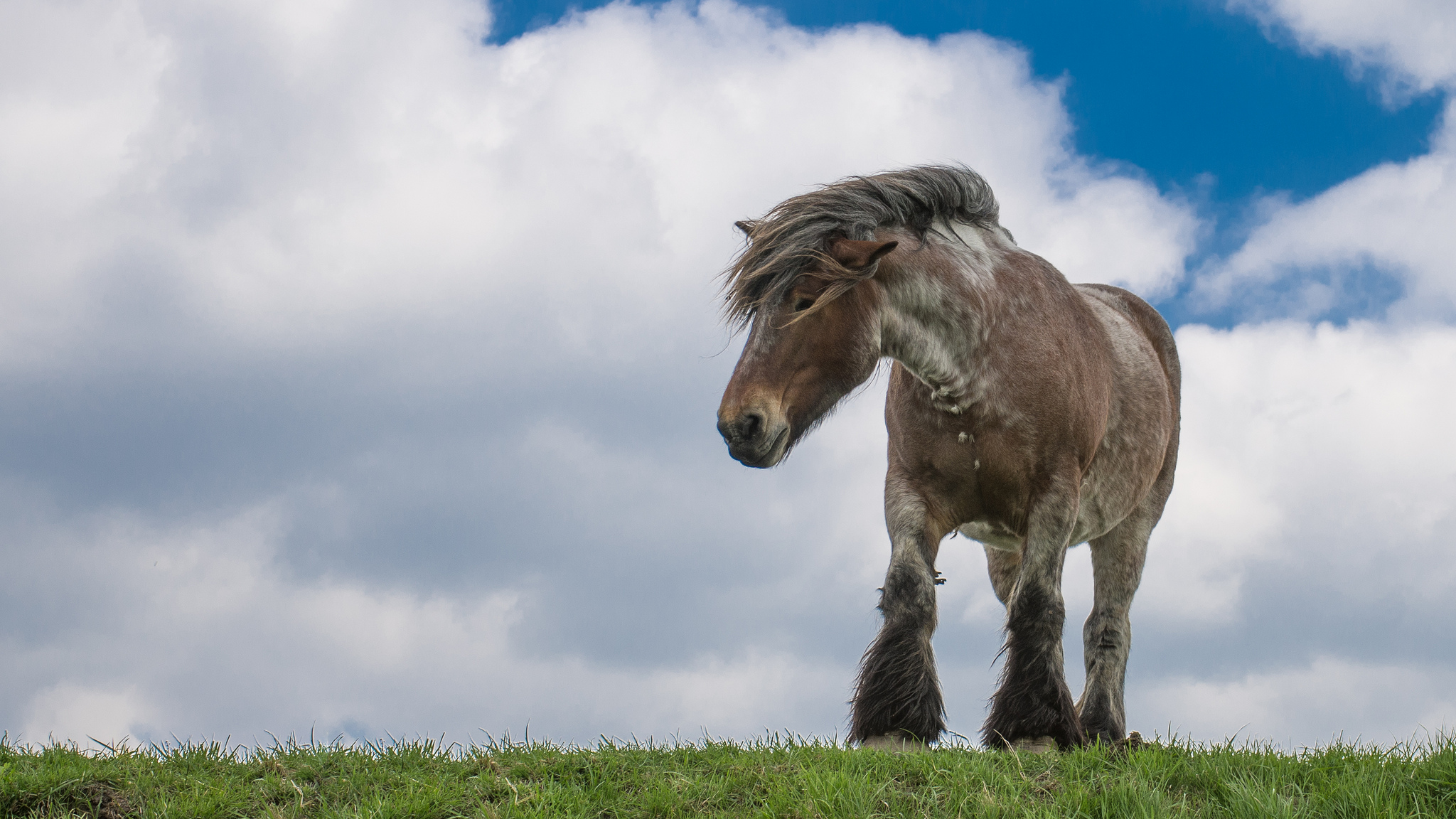 Horse standing on a grassy hill with clouds HD Wallpaper
