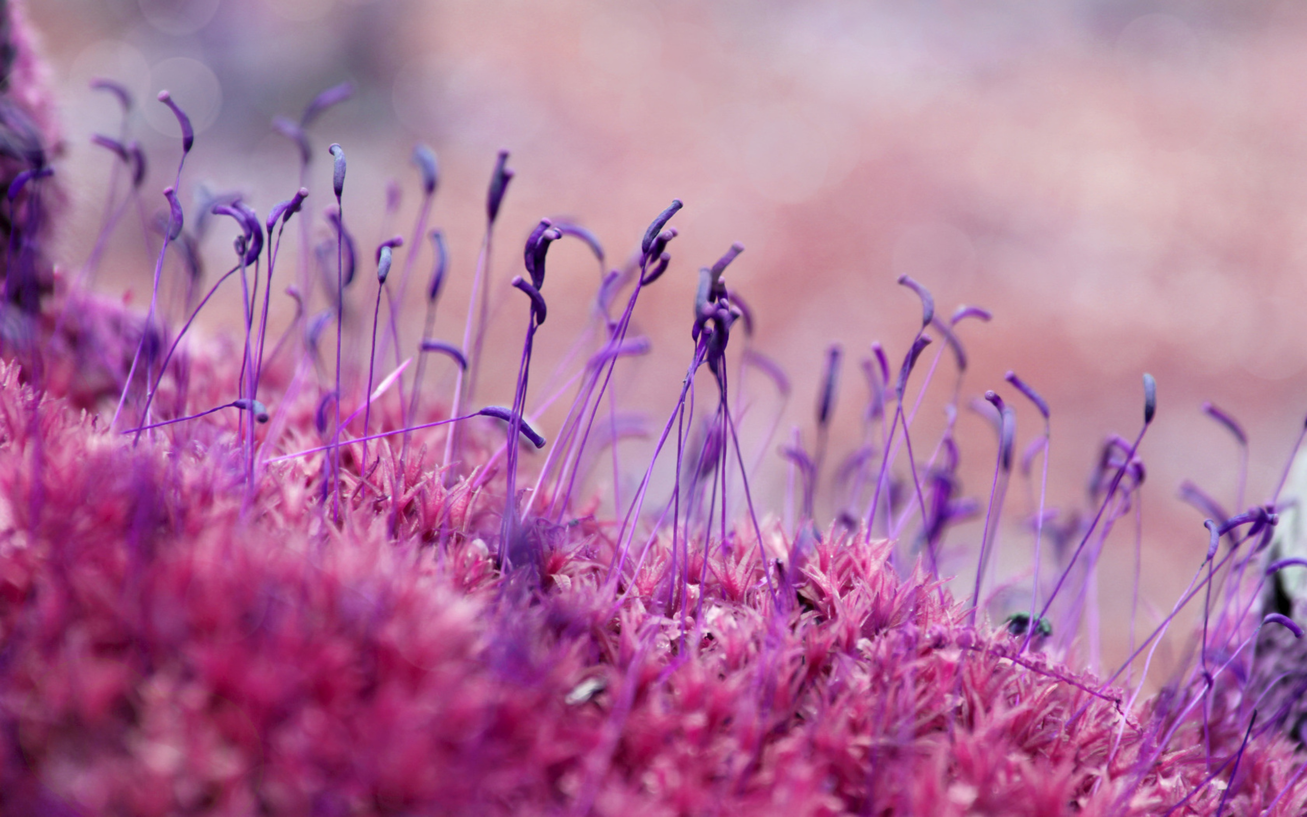 Close up of purple and pink moss with thin stalks HD Wallpaper
