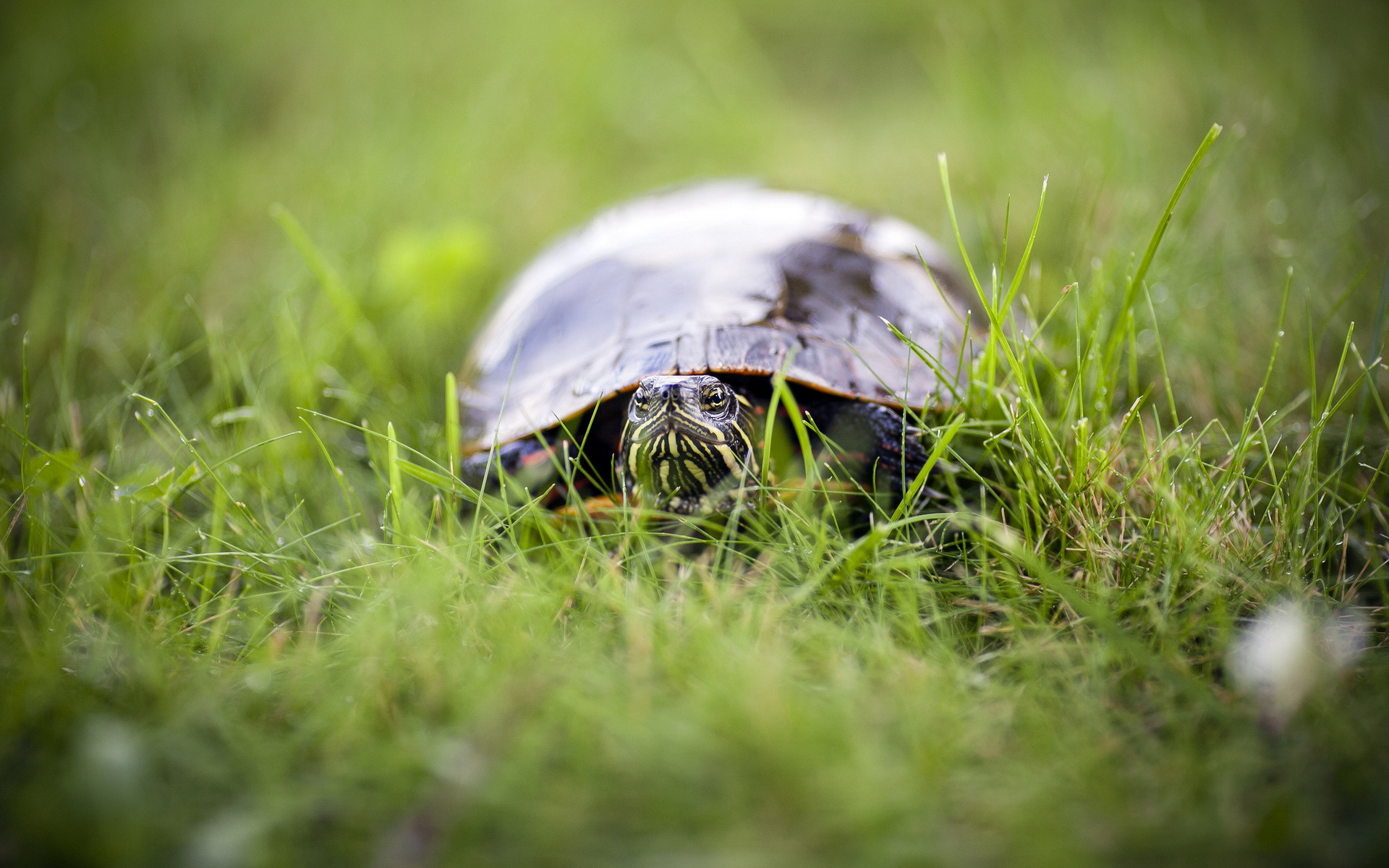 Turtle in green grass HD Wallpaper