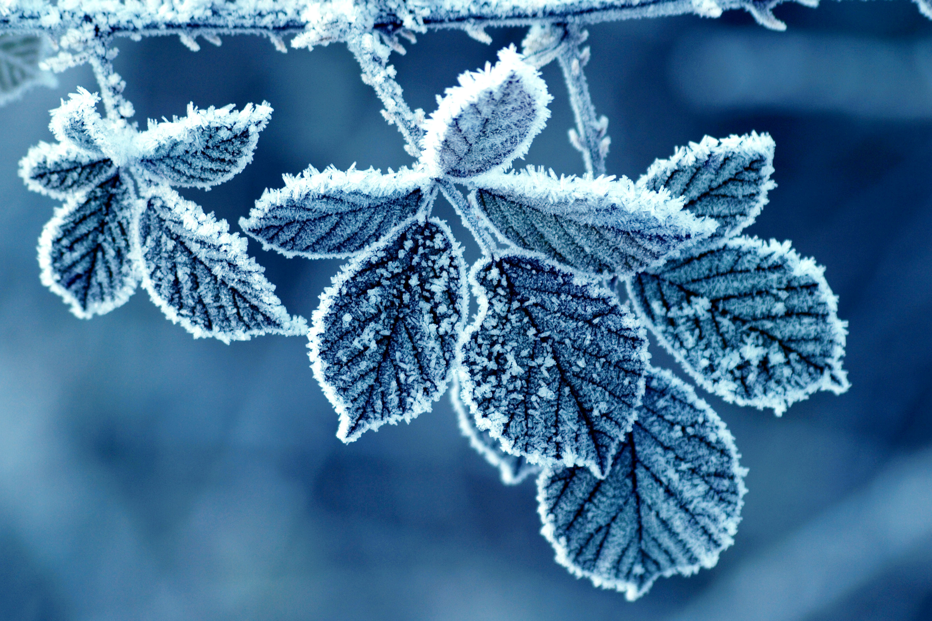 Frost covered leaves on a branch HD Wallpaper