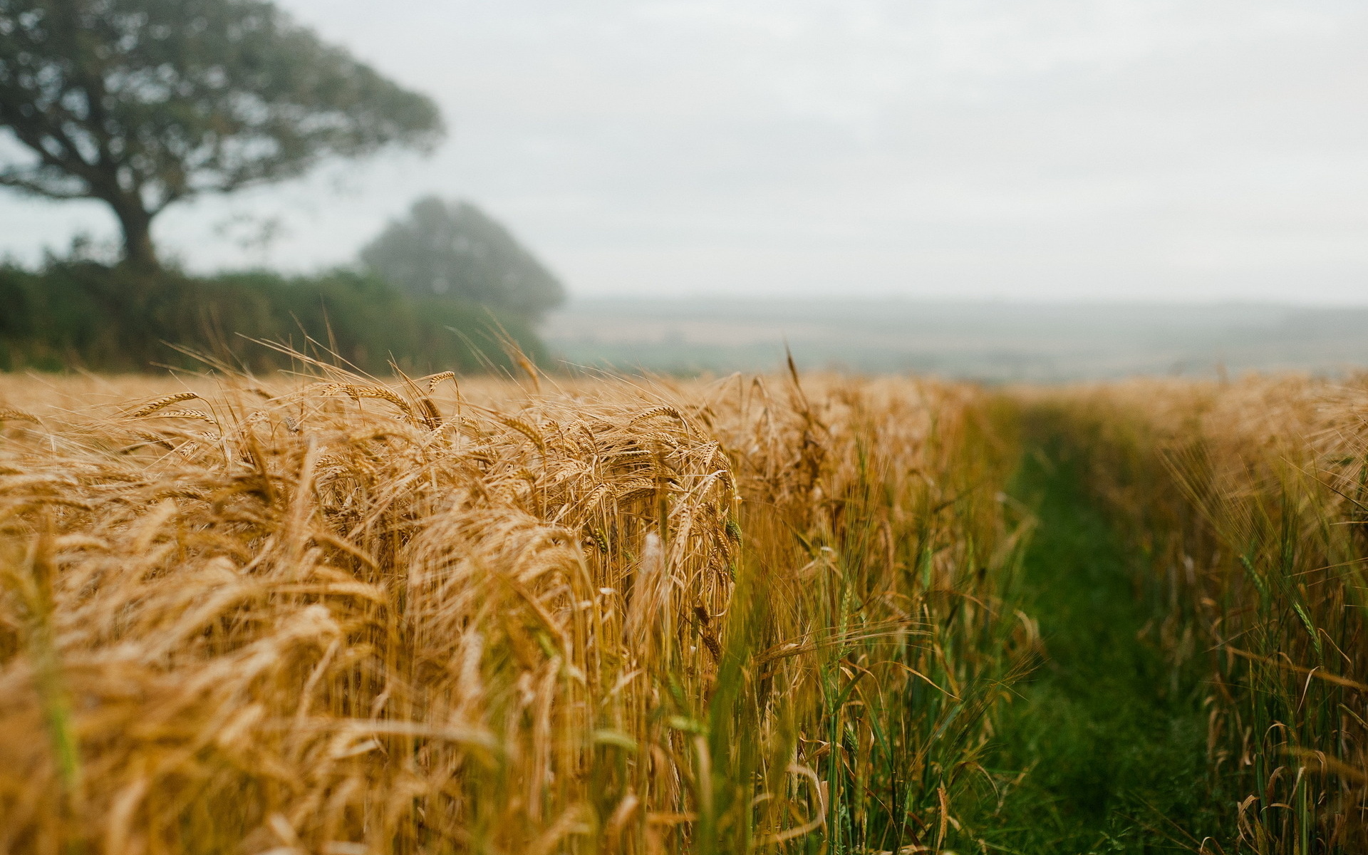 Wheat field with trees and fog HD Wallpaper