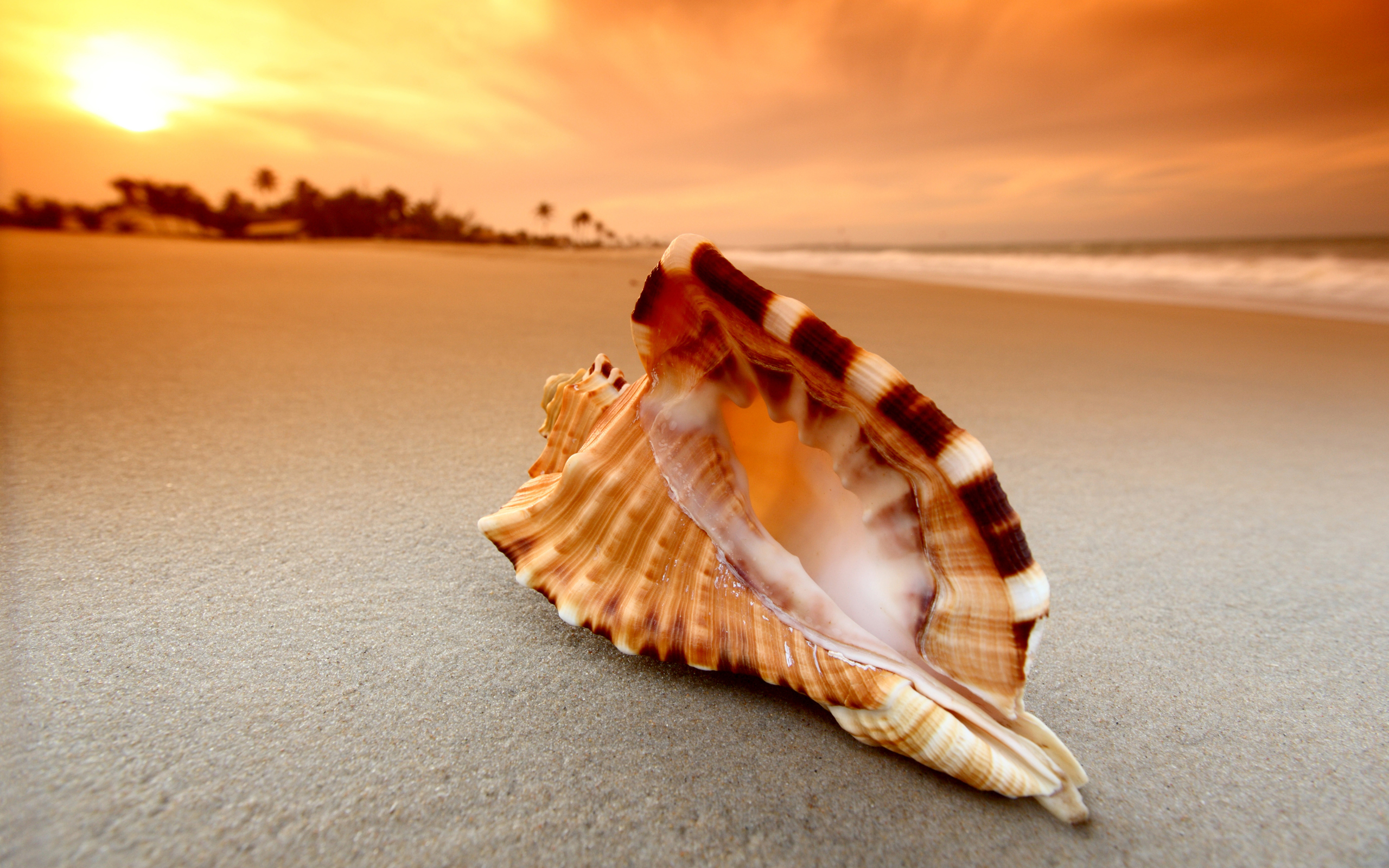 Seashell on a beach at sunset HD Wallpaper
