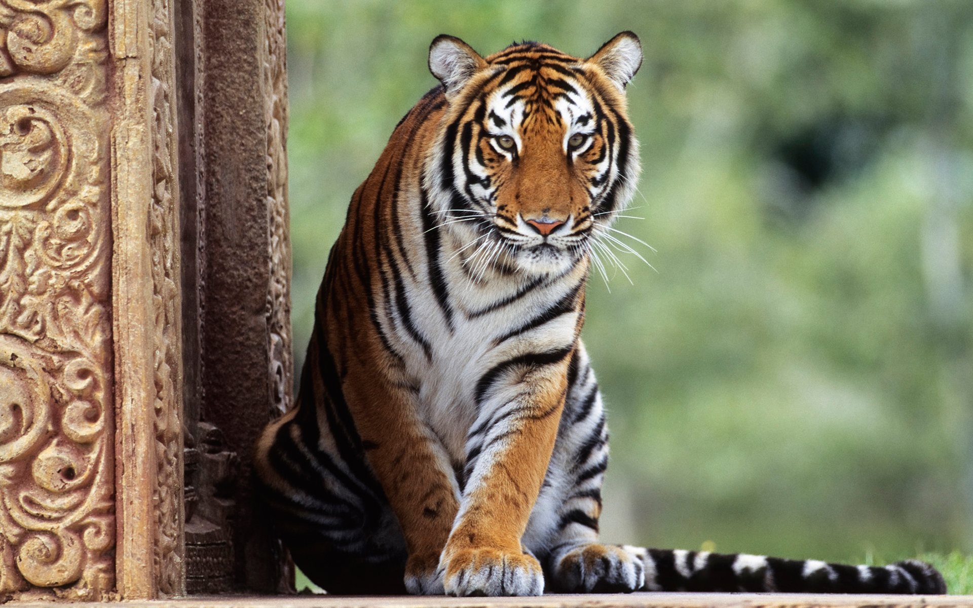 Tiger sitting next to ornate stone pillar HD Wallpaper
