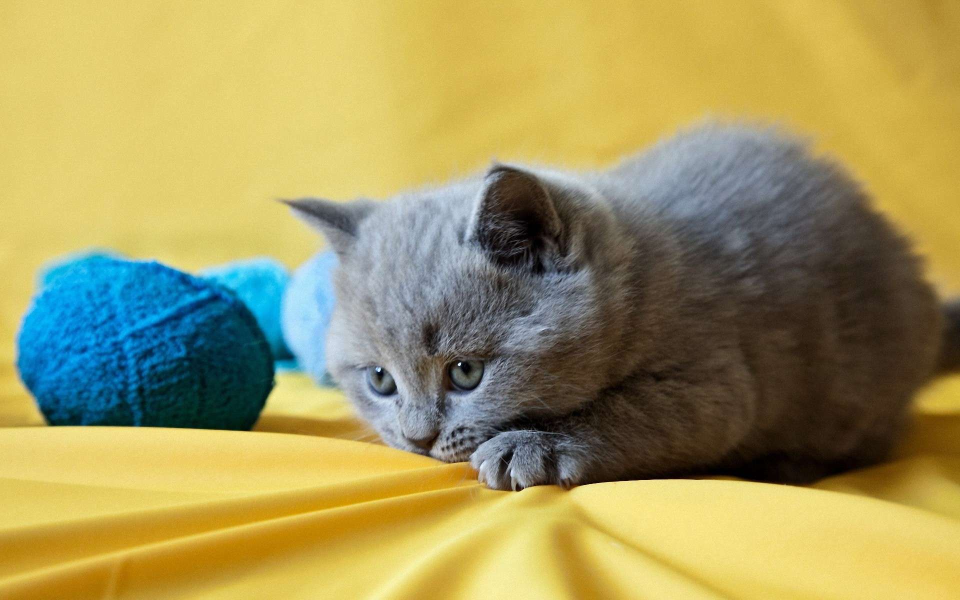 Gray kitten with blue yarn balls on yellow fabric HD Wallpaper