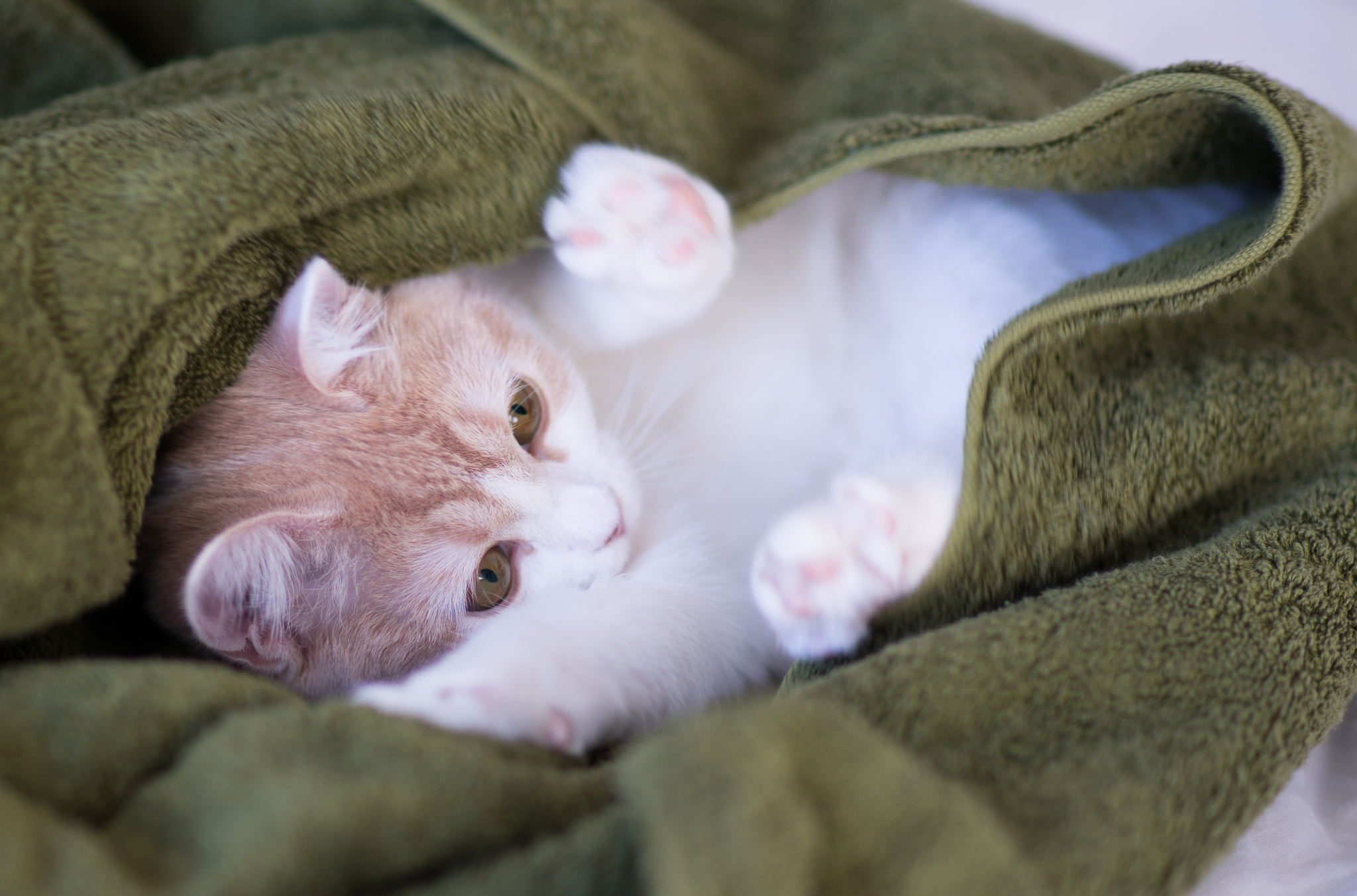 Kitten wrapped in a green blanket HD Wallpaper