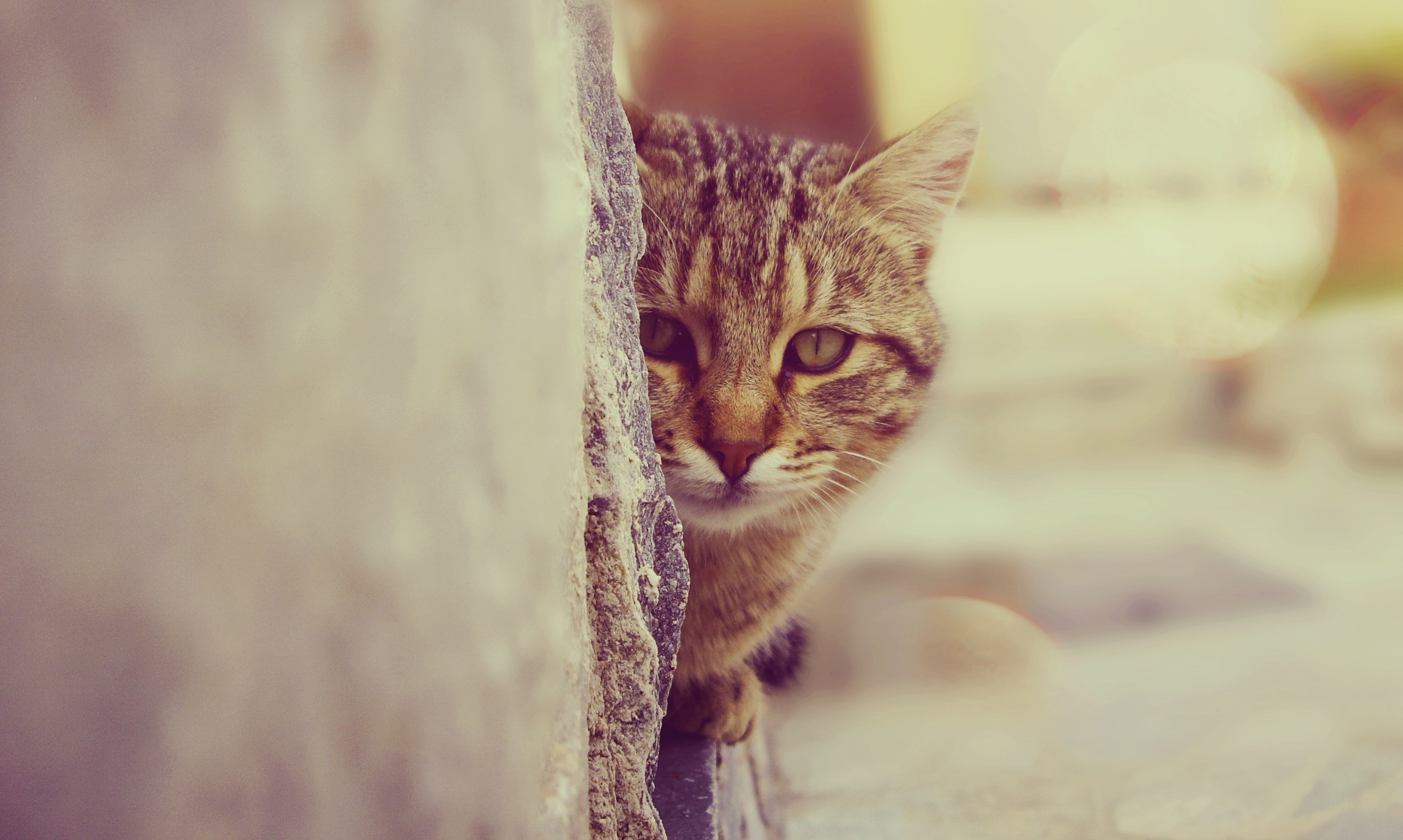 Tabby cat peeking from behind a stone wall HD Wallpaper