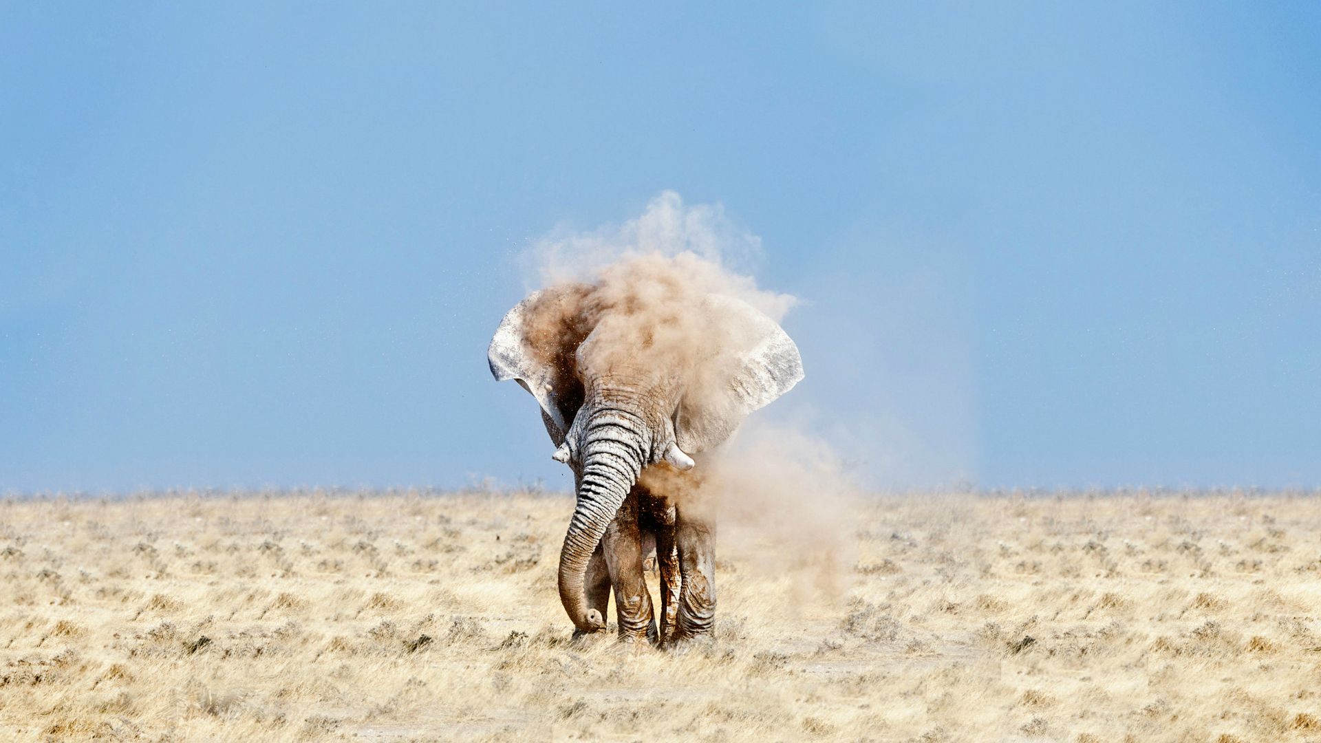 Elephant kicking up dust in a dry field HD Wallpaper