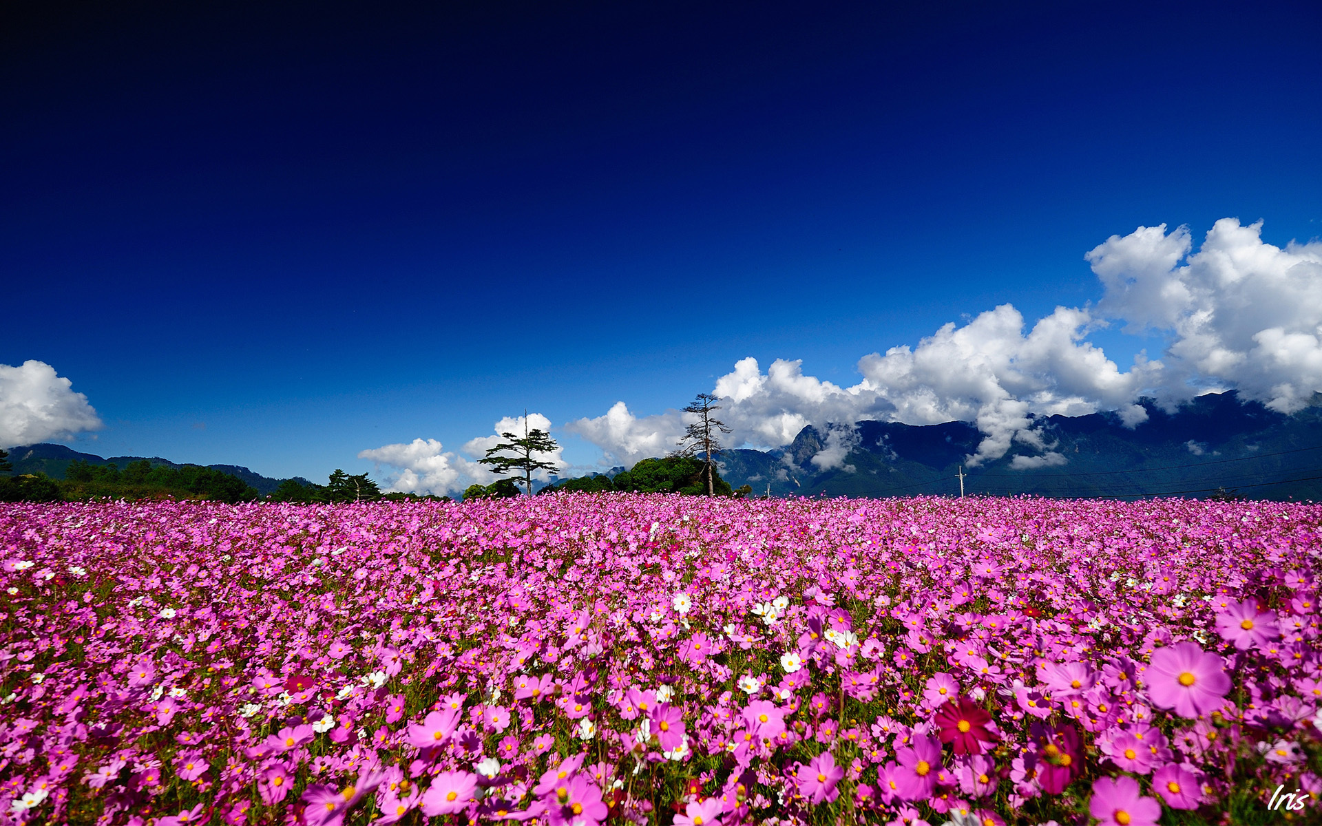 Field of pink cosmos flowers with mountains and blue sky HD Wallpaper