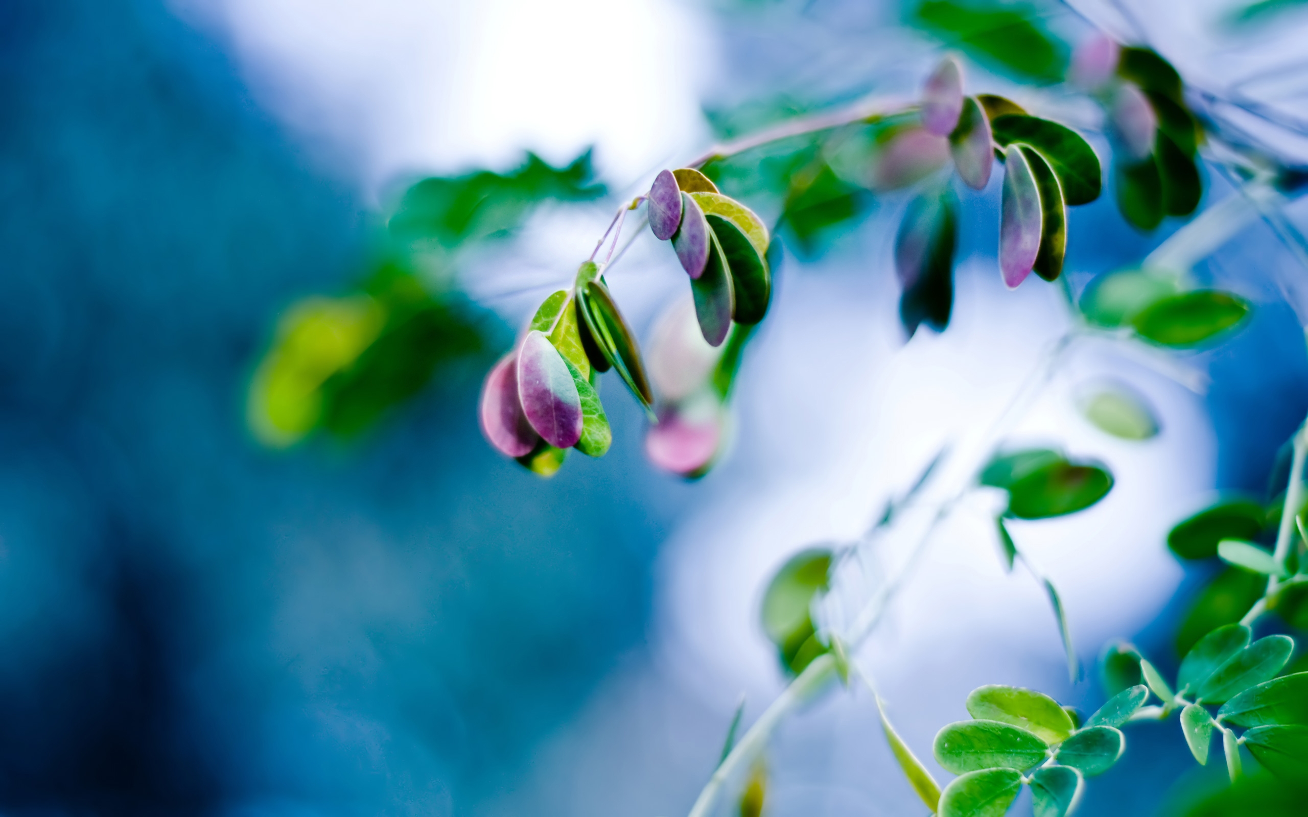 Close-up of green and purple leaves on a branch HD Wallpaper