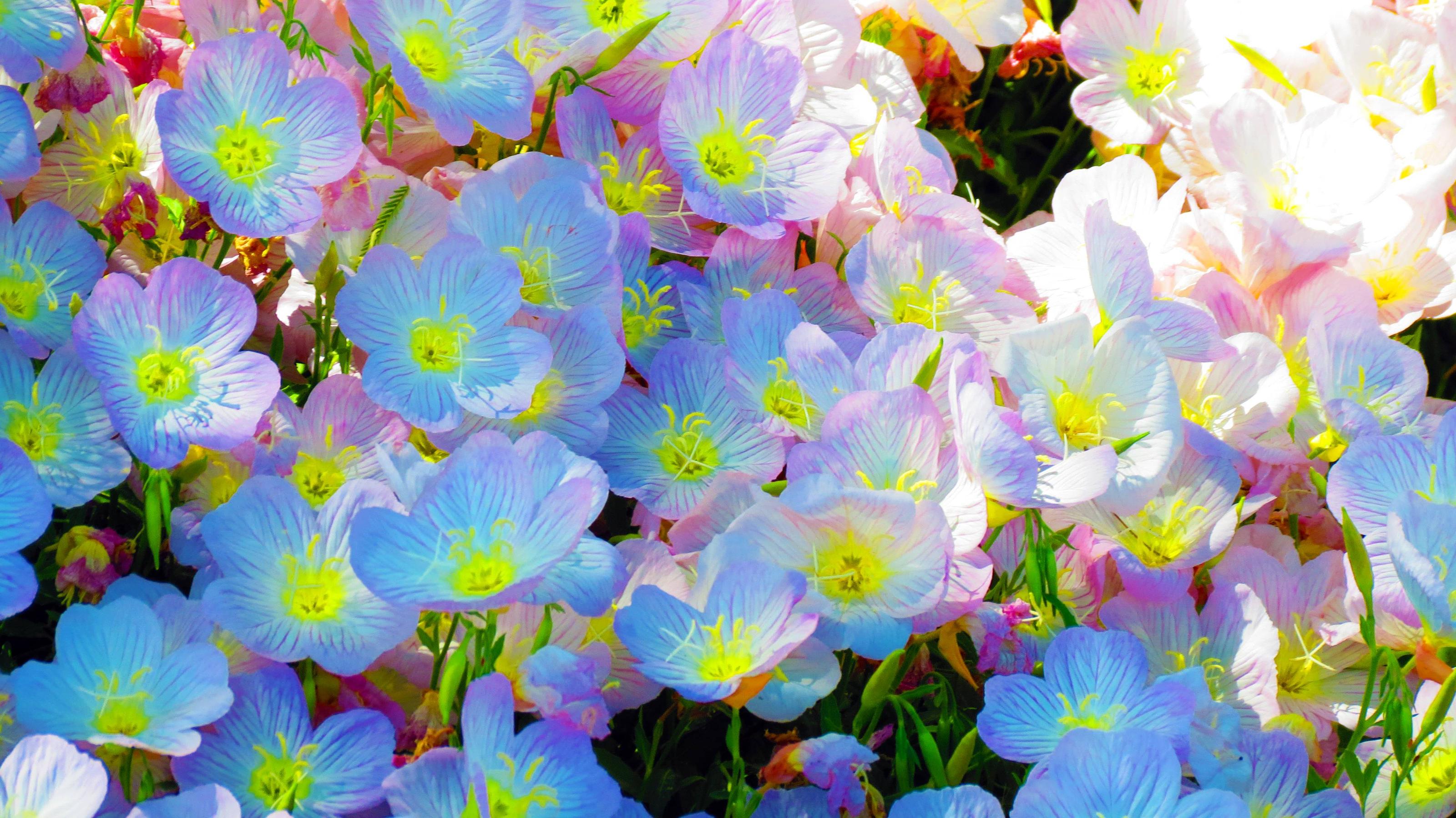 Close-up of Pink and Blue Flowers HD Wallpaper