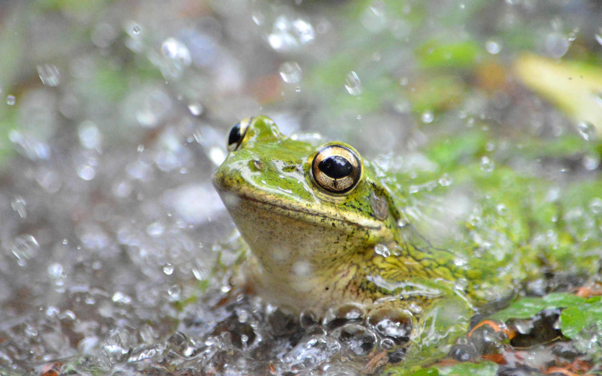 Green frog in the rain HD Wallpaper