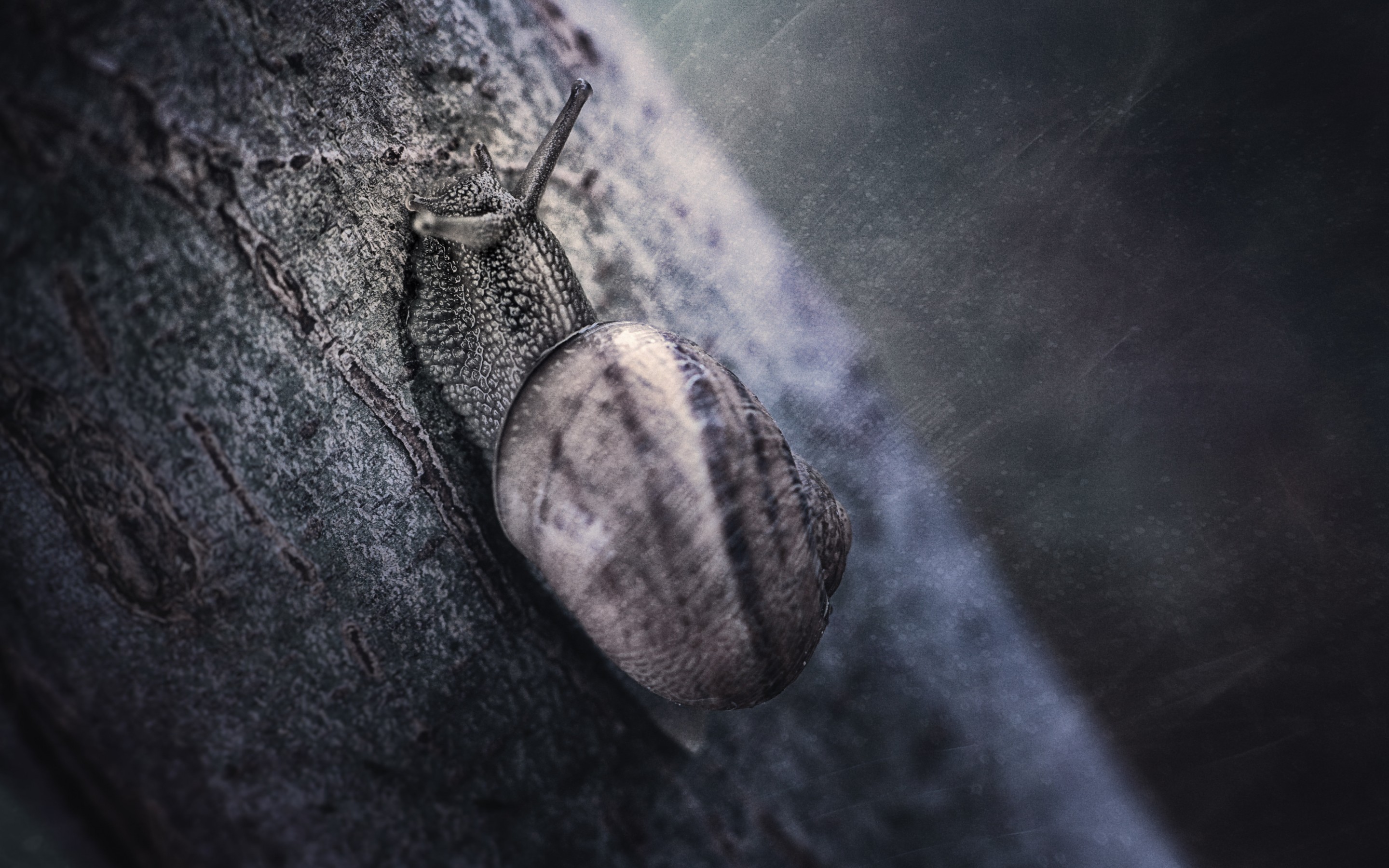Snail on a tree trunk HD Wallpaper