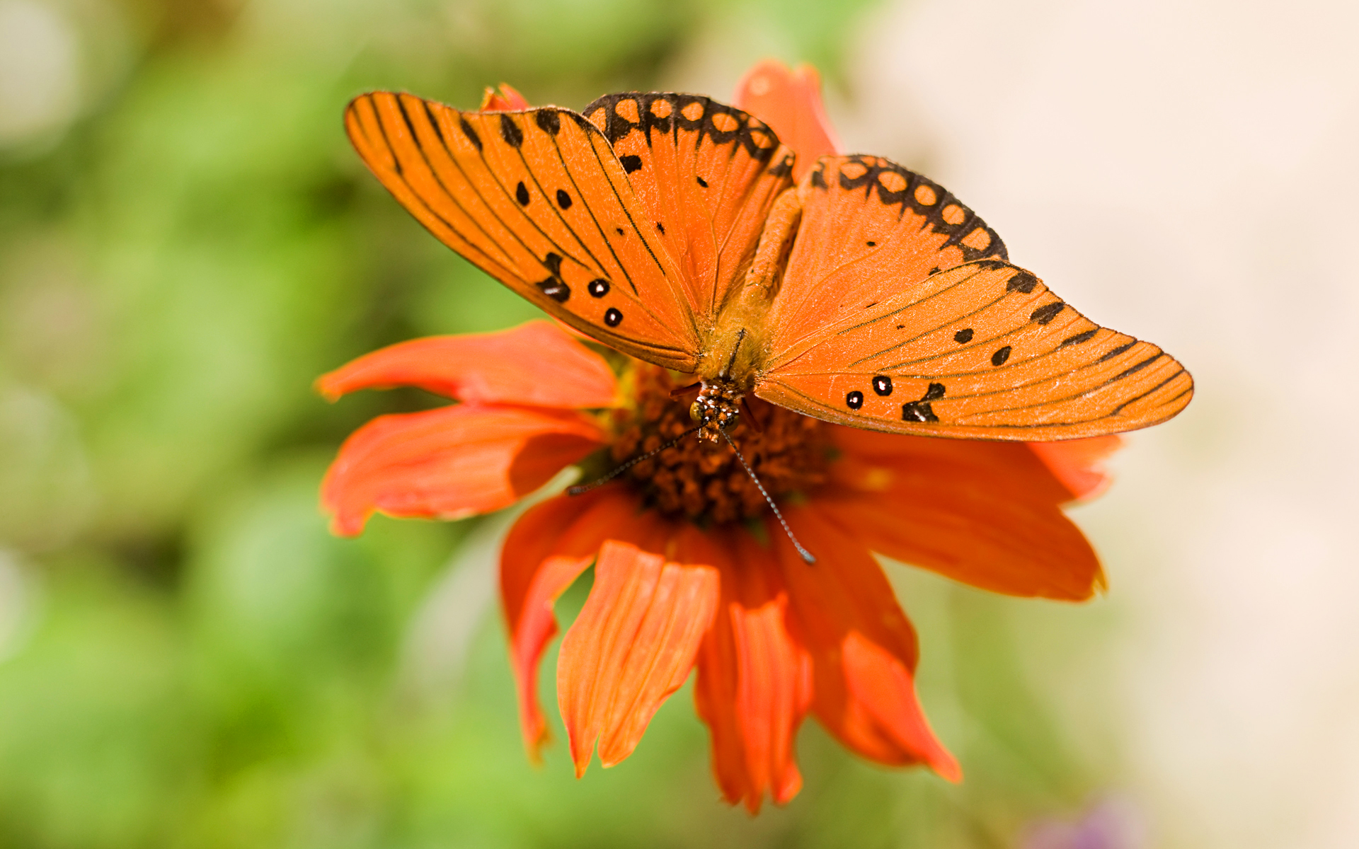 Orange butterfly on an orange flower HD Wallpaper