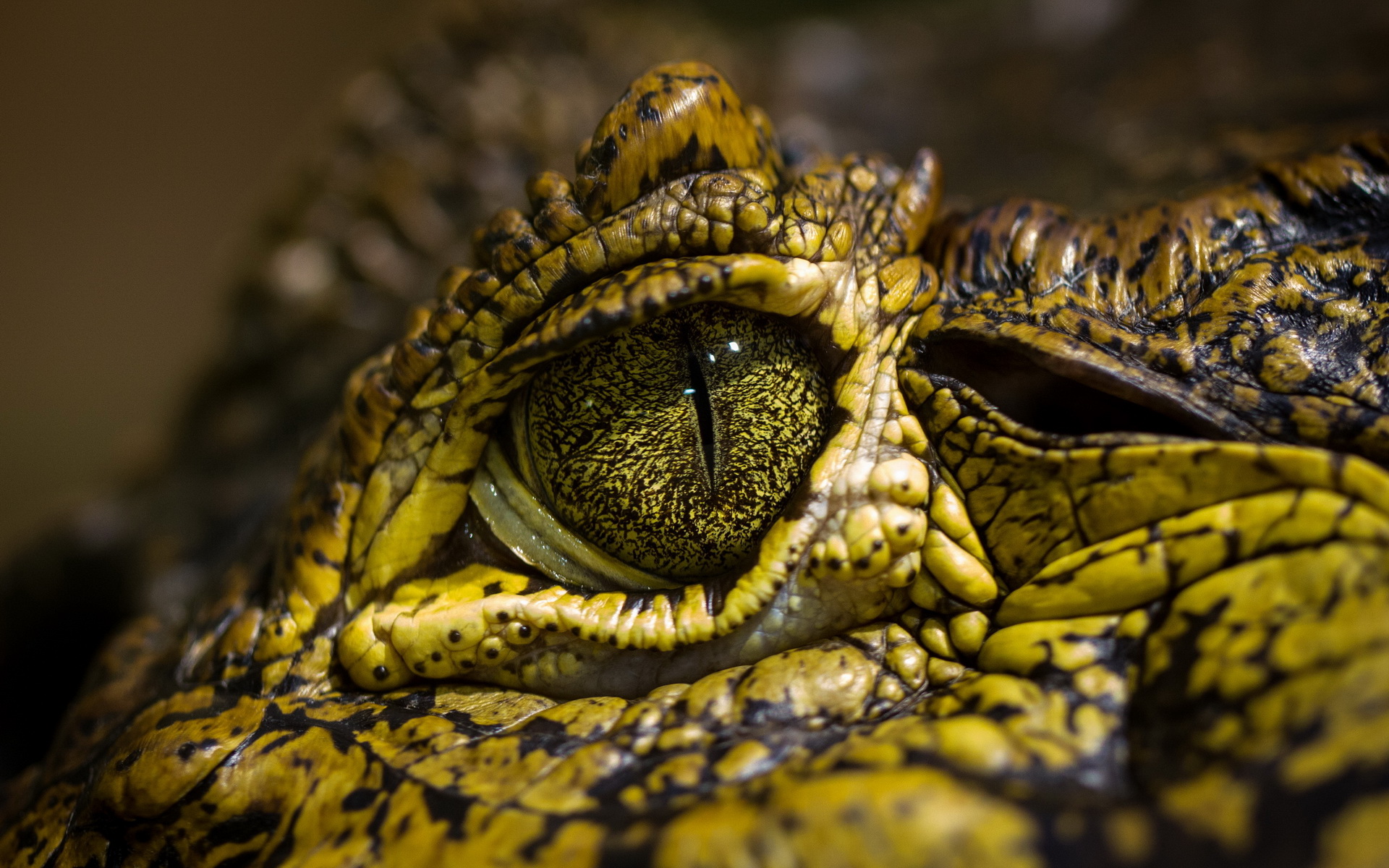 Close-up of a Crocodile's Eye HD Wallpaper