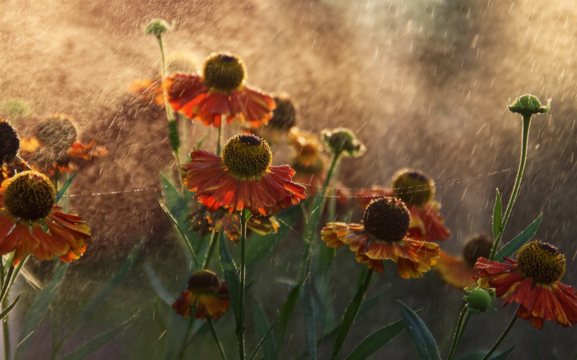 Orange flowers in the rain HD Wallpaper