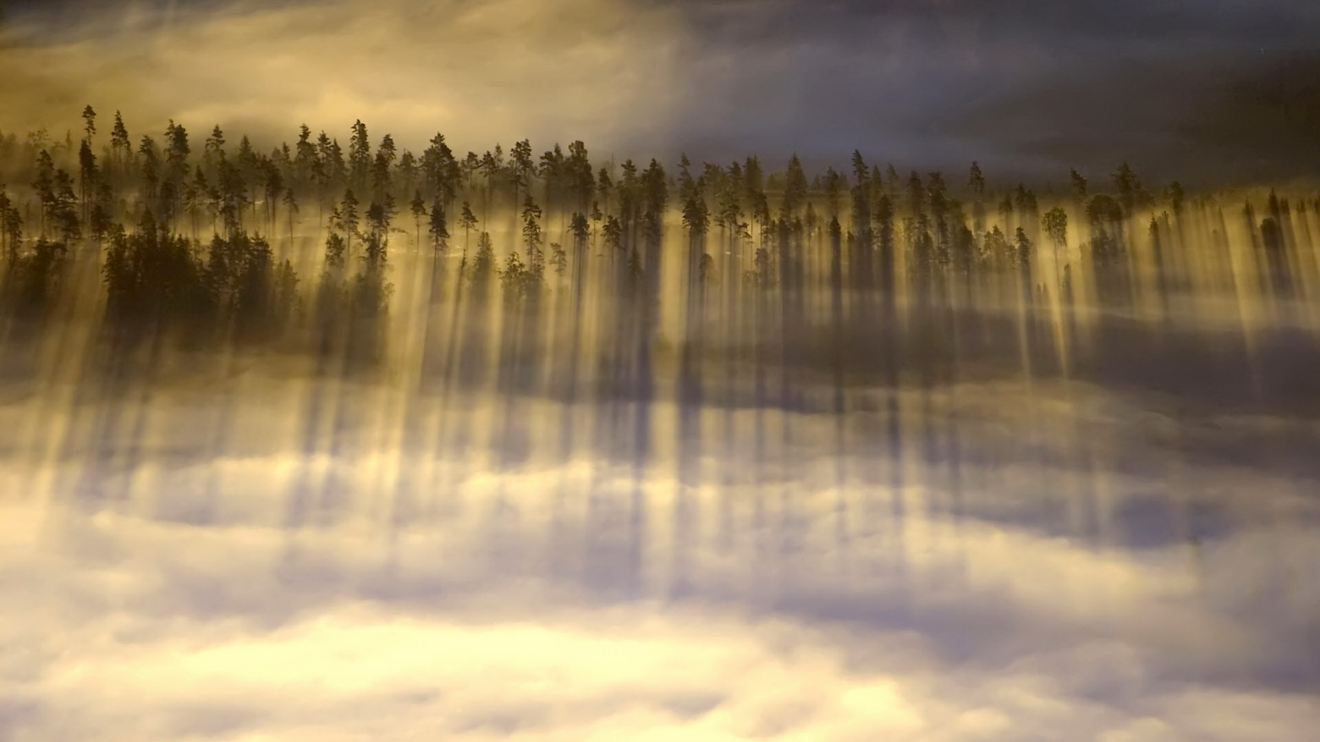 Sunbeams through foggy forest HD Wallpaper