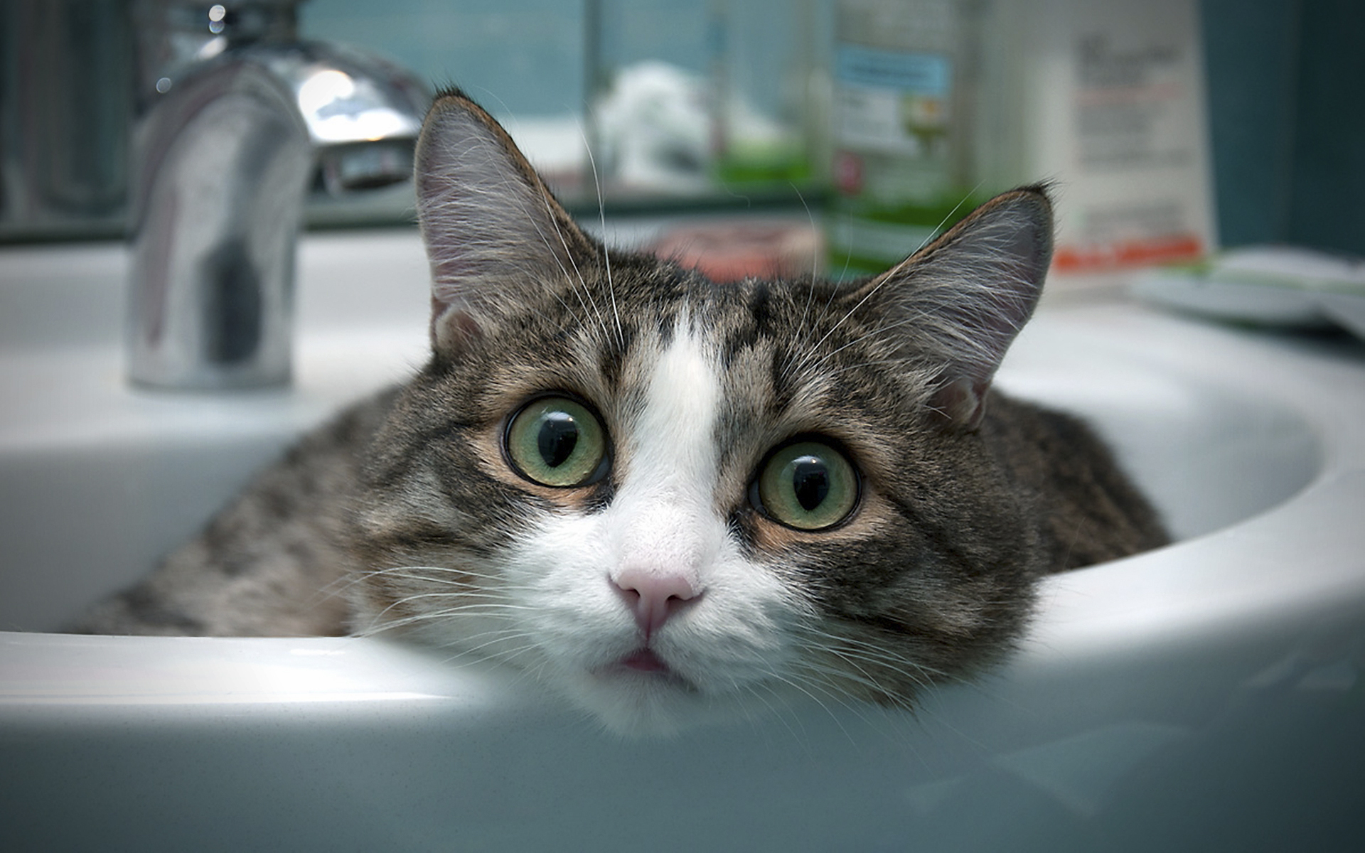 Cat in a sink HD Wallpaper