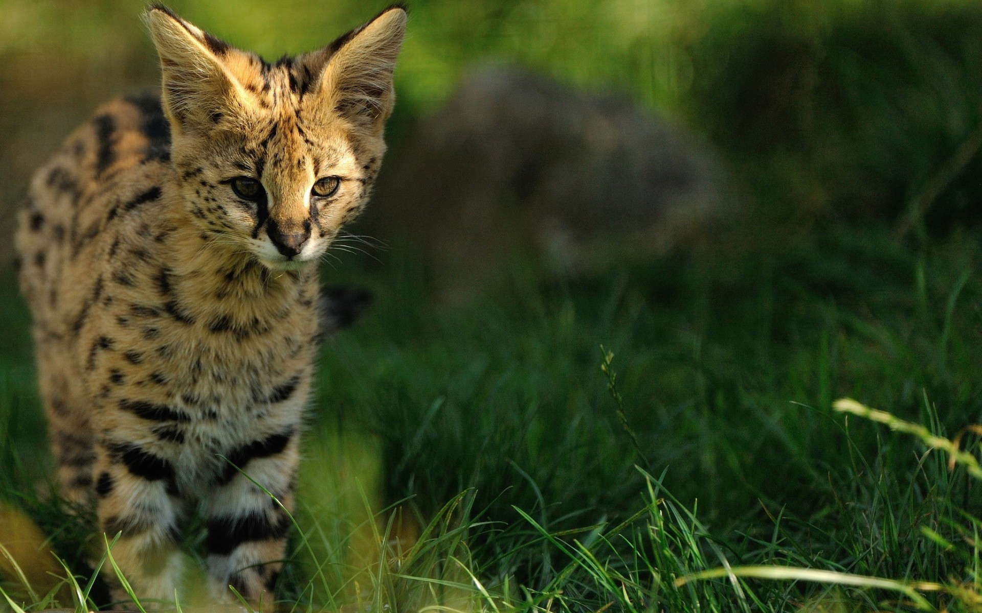 Serval kitten in grass HD Wallpaper