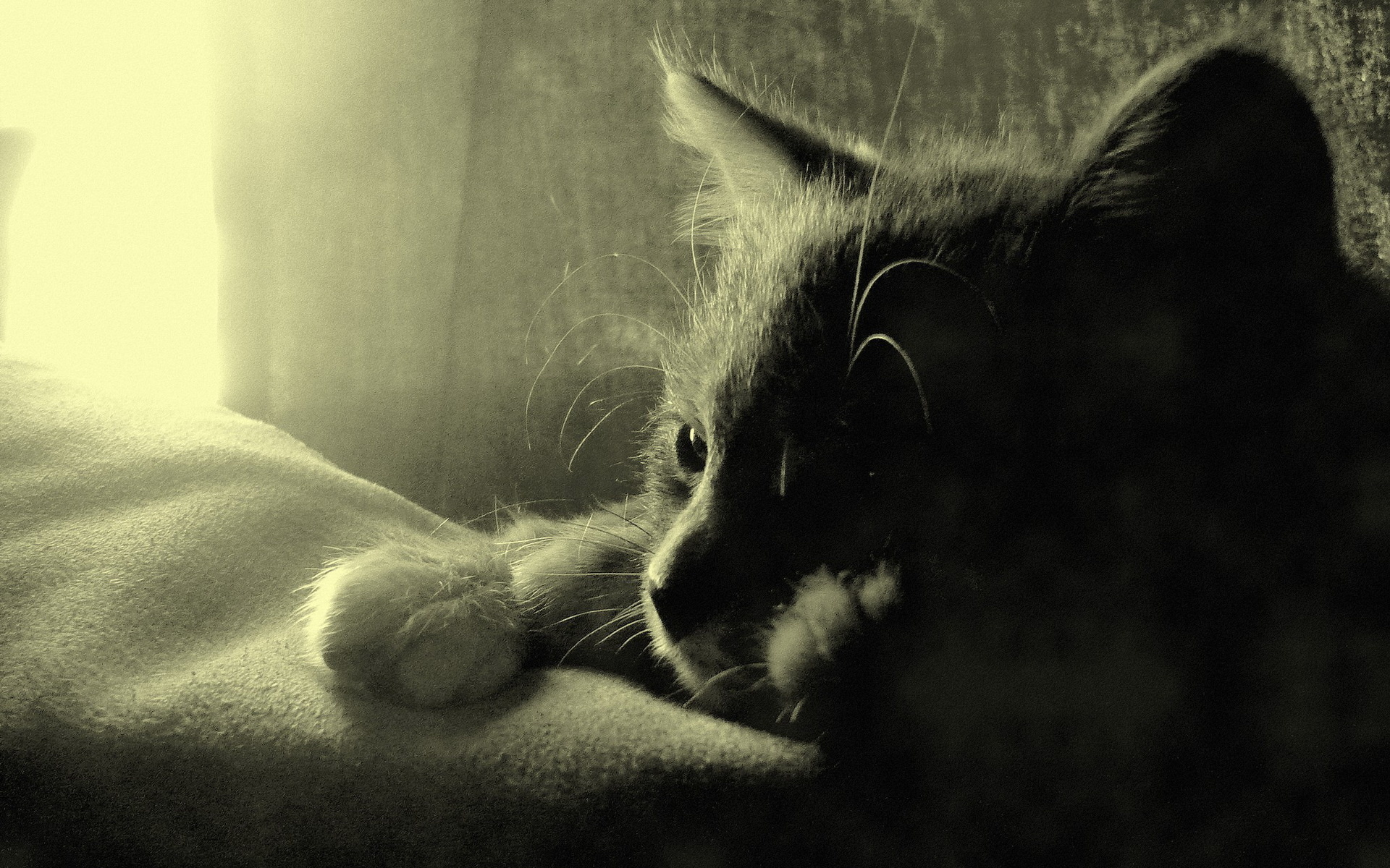 Monochrome cat resting on a blanket HD Wallpaper