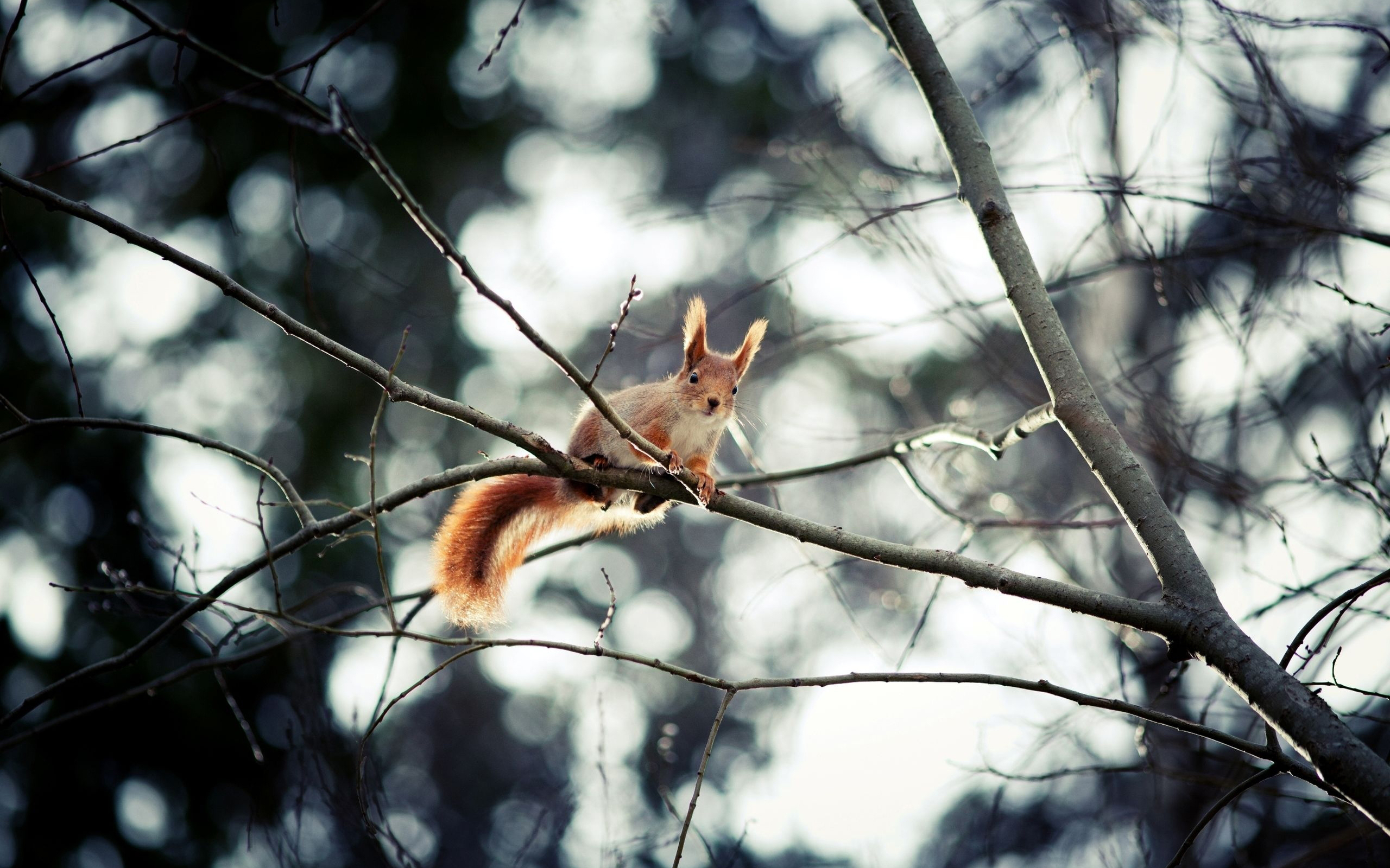 Squirrel sitting on a tree branch HD Wallpaper