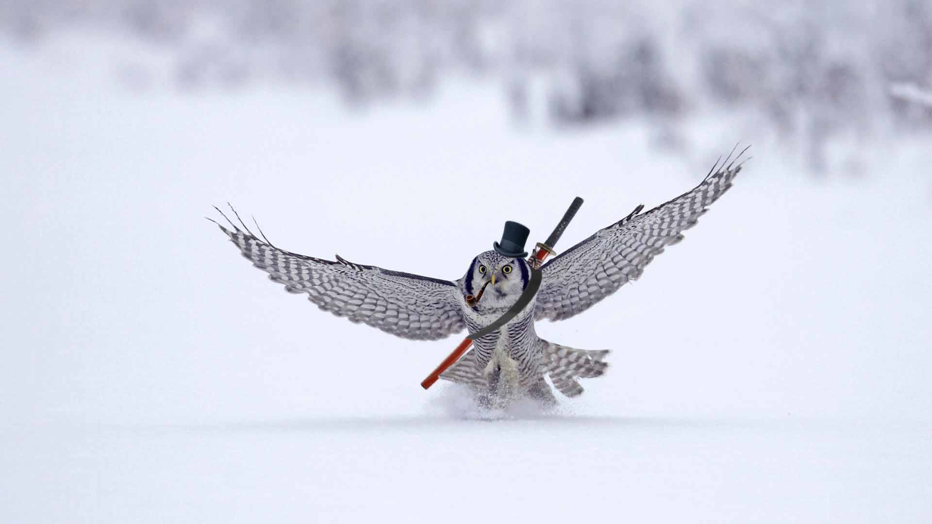 Owl wearing a top hat and holding a sword HD Wallpaper