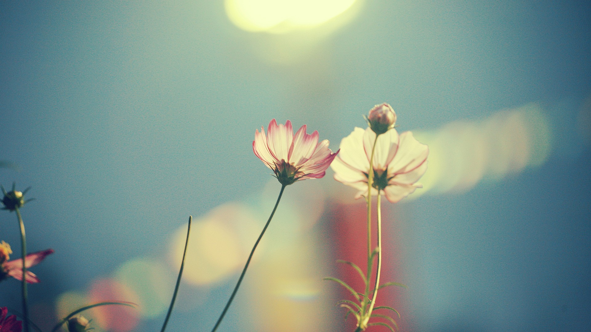 Two flowers against a blue sky HD Wallpaper