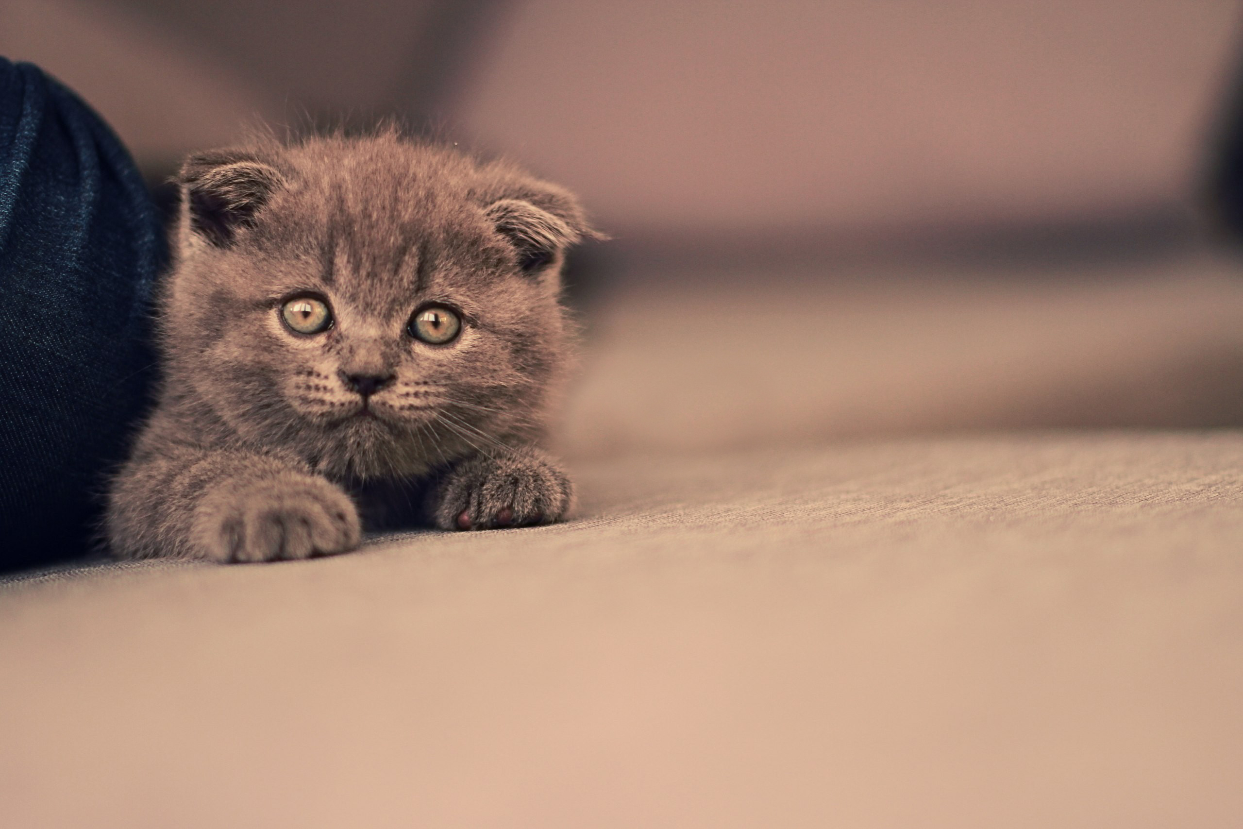 A fluffy grey Scottish Fold kitten on a couch HD Wallpaper