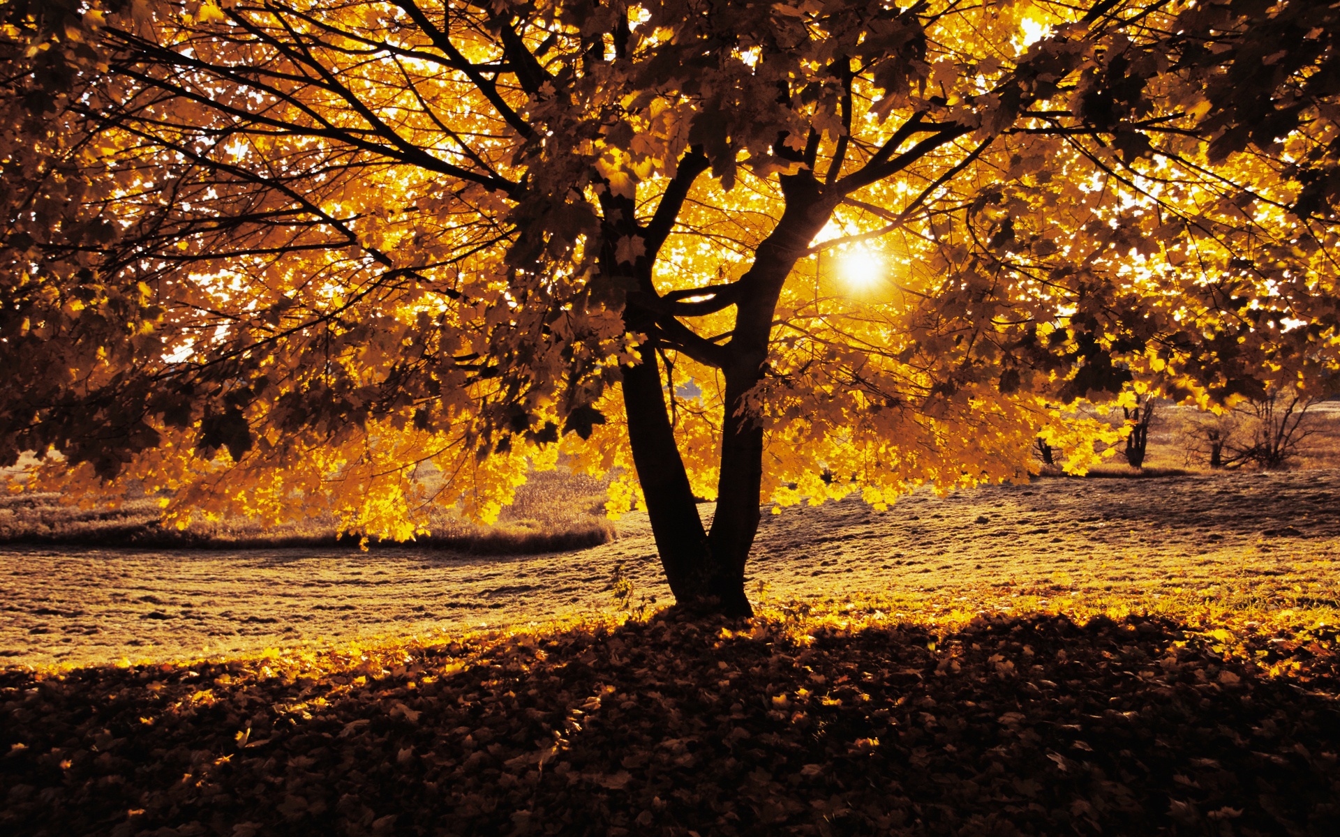 Tree with golden leaves in autumn sunlight HD Wallpaper