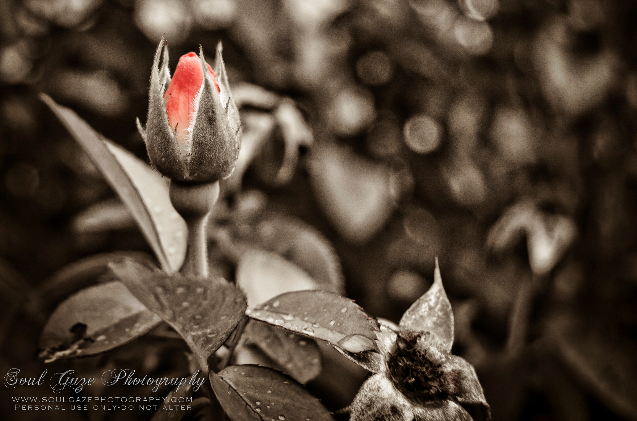 Pink Rose Bud with Soul Gaze Photography Logo HD Wallpaper