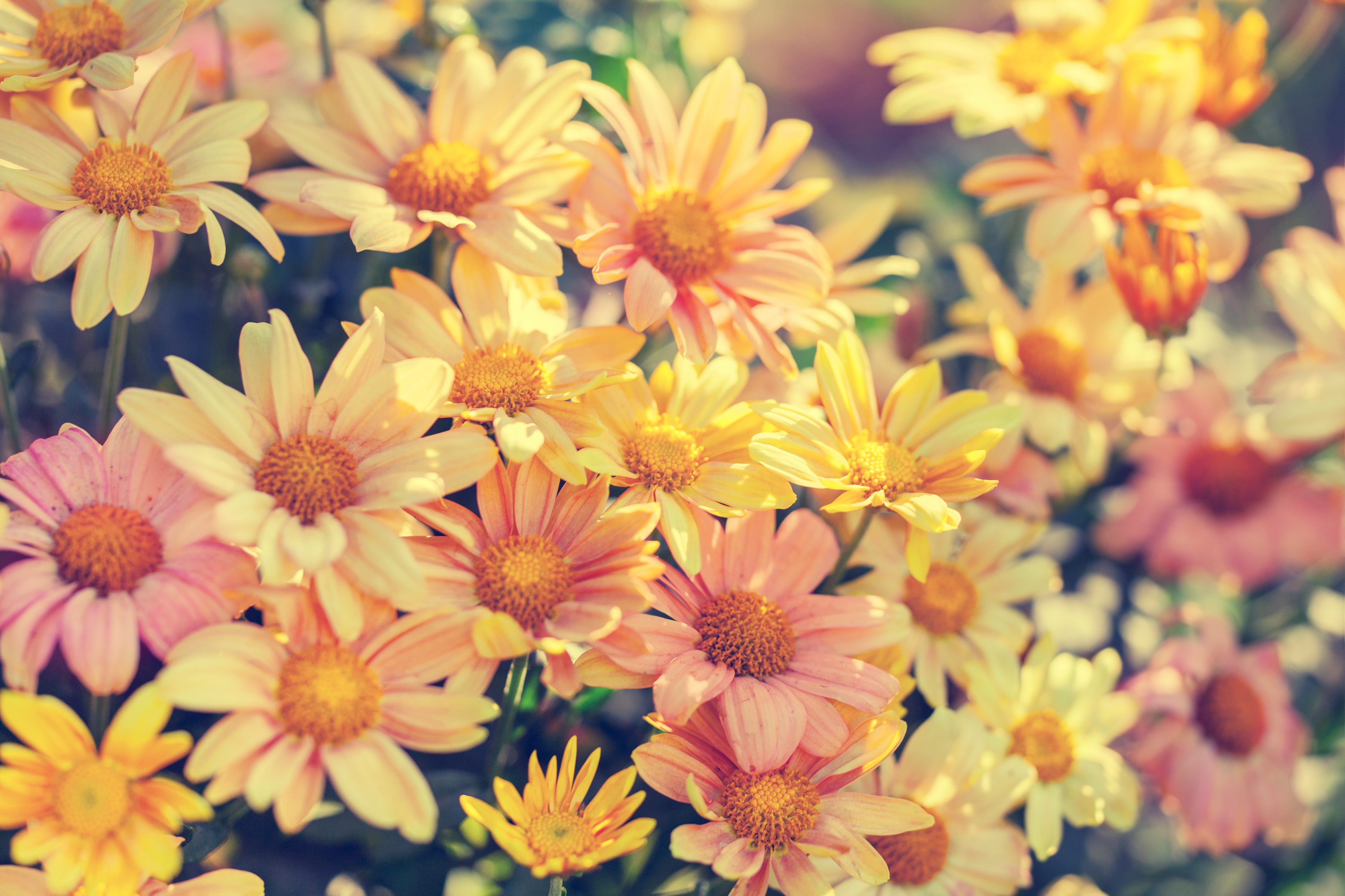 Close-up of colorful daisy-like flowers HD Wallpaper