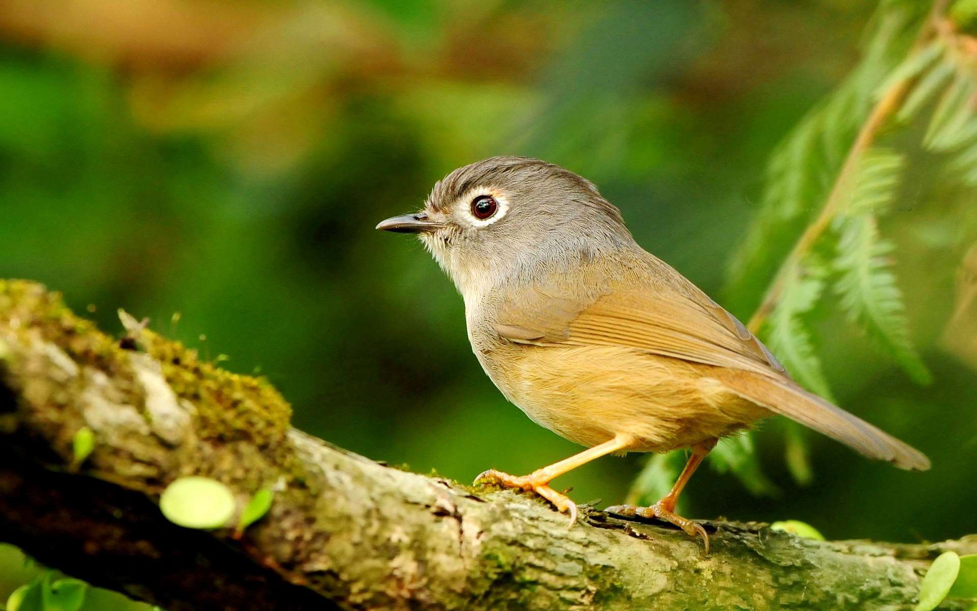 Bird on a branch HD Wallpaper