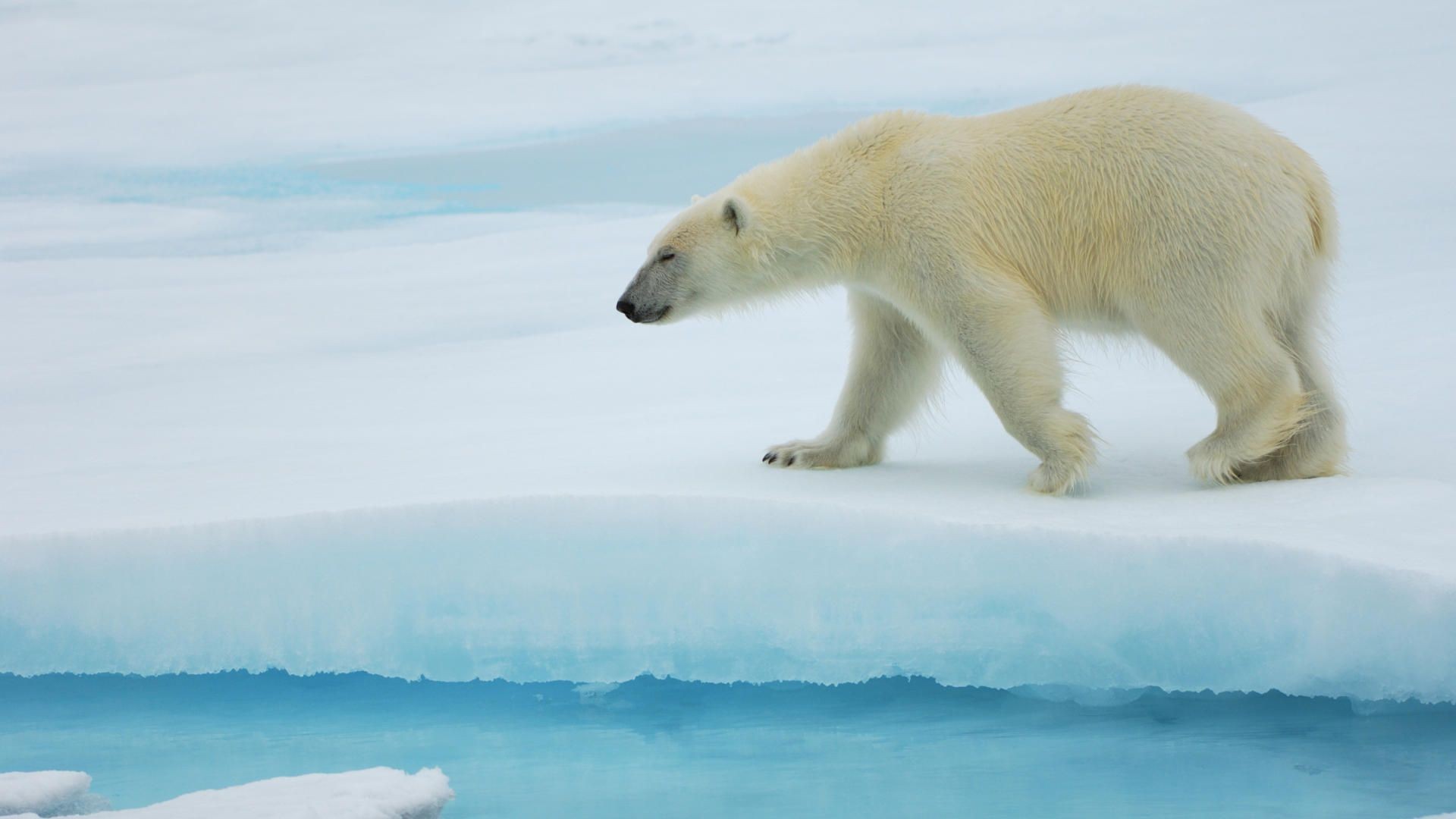 Polar Bear Walking on Ice Floe HD Wallpaper